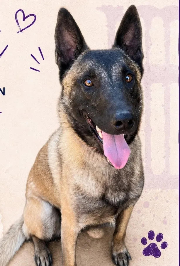 Obi, perro en adopción en Mérida