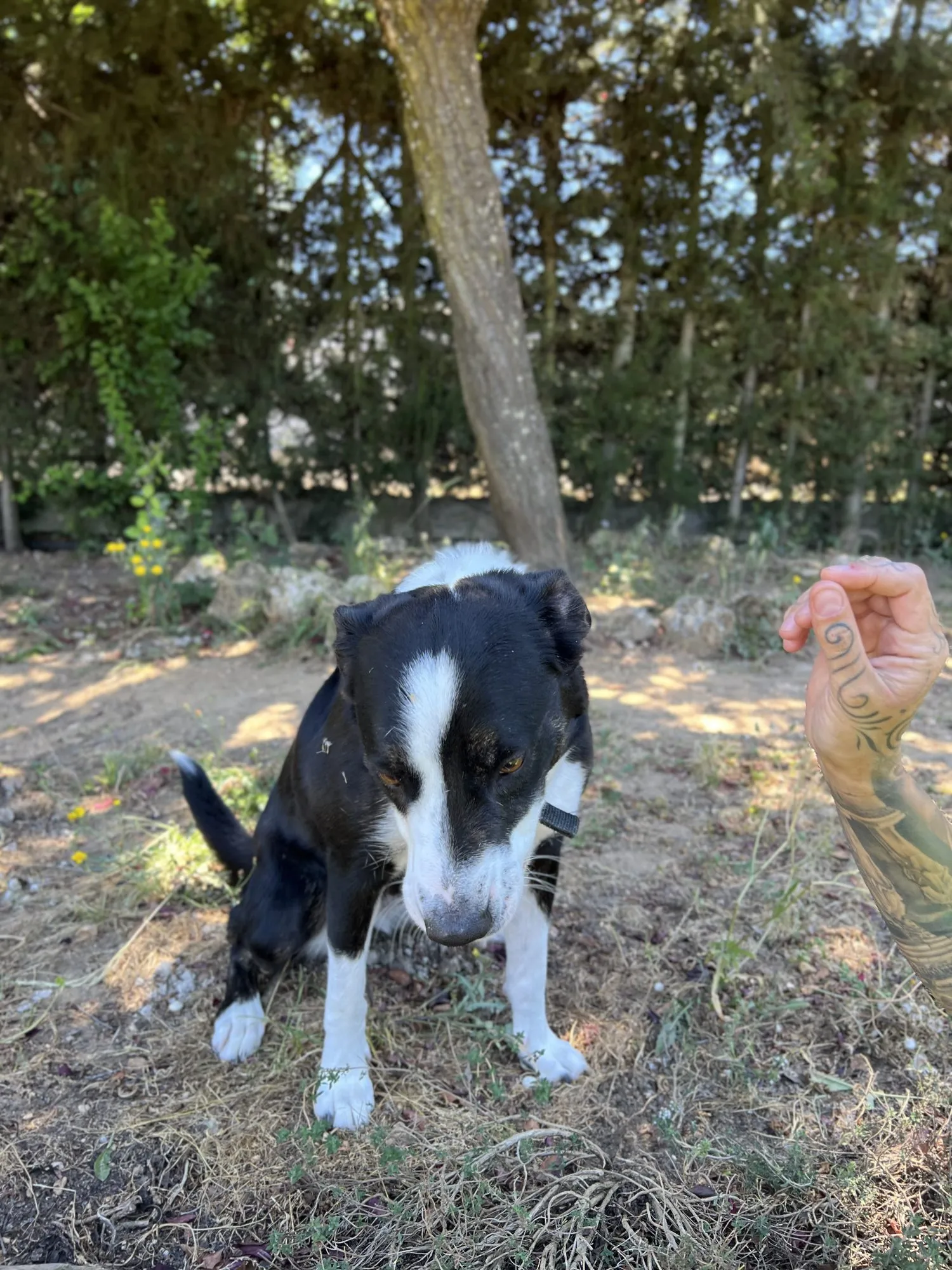 Kendra, perro en adopción en Mérida