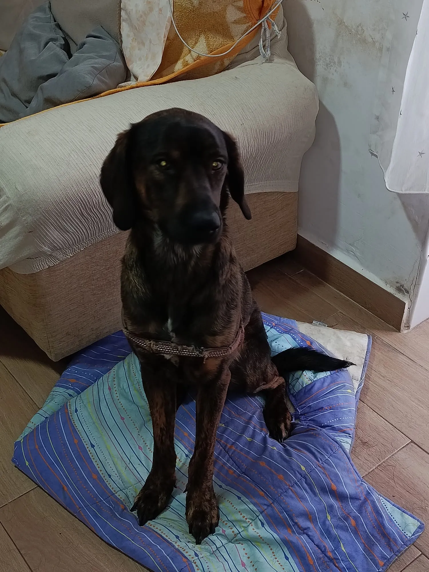 Chispa, perro en adopción en Mérida