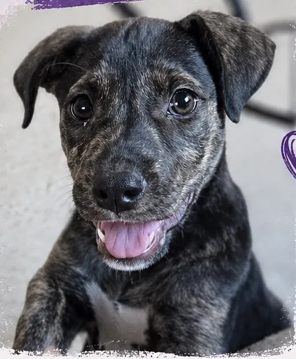 Aelin, perro en adopción en Mérida