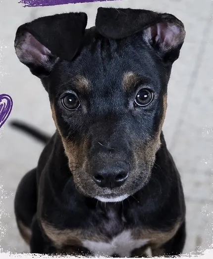 Dorian, perro en adopción en Mérida