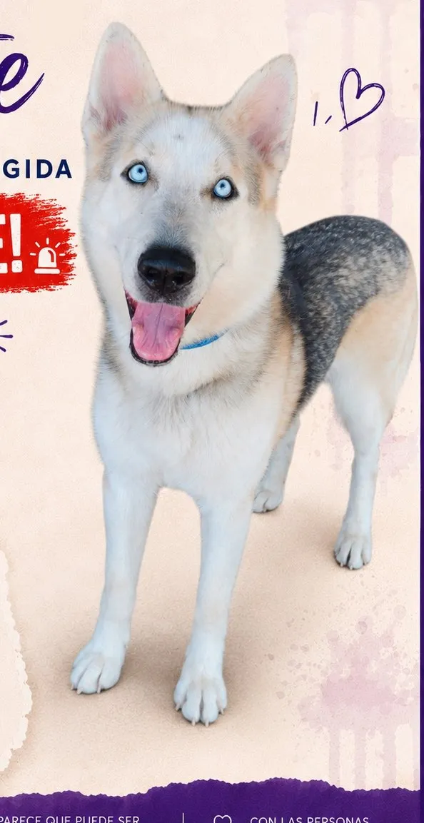Norte, perro en adopción en Mérida