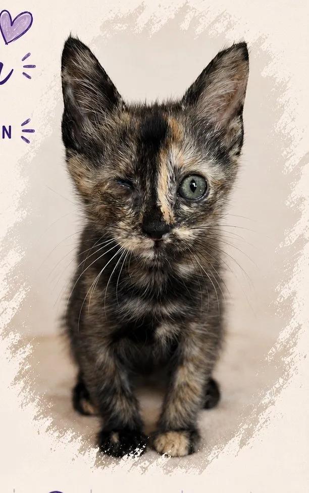 Casandra, gato en adopción en Mérida