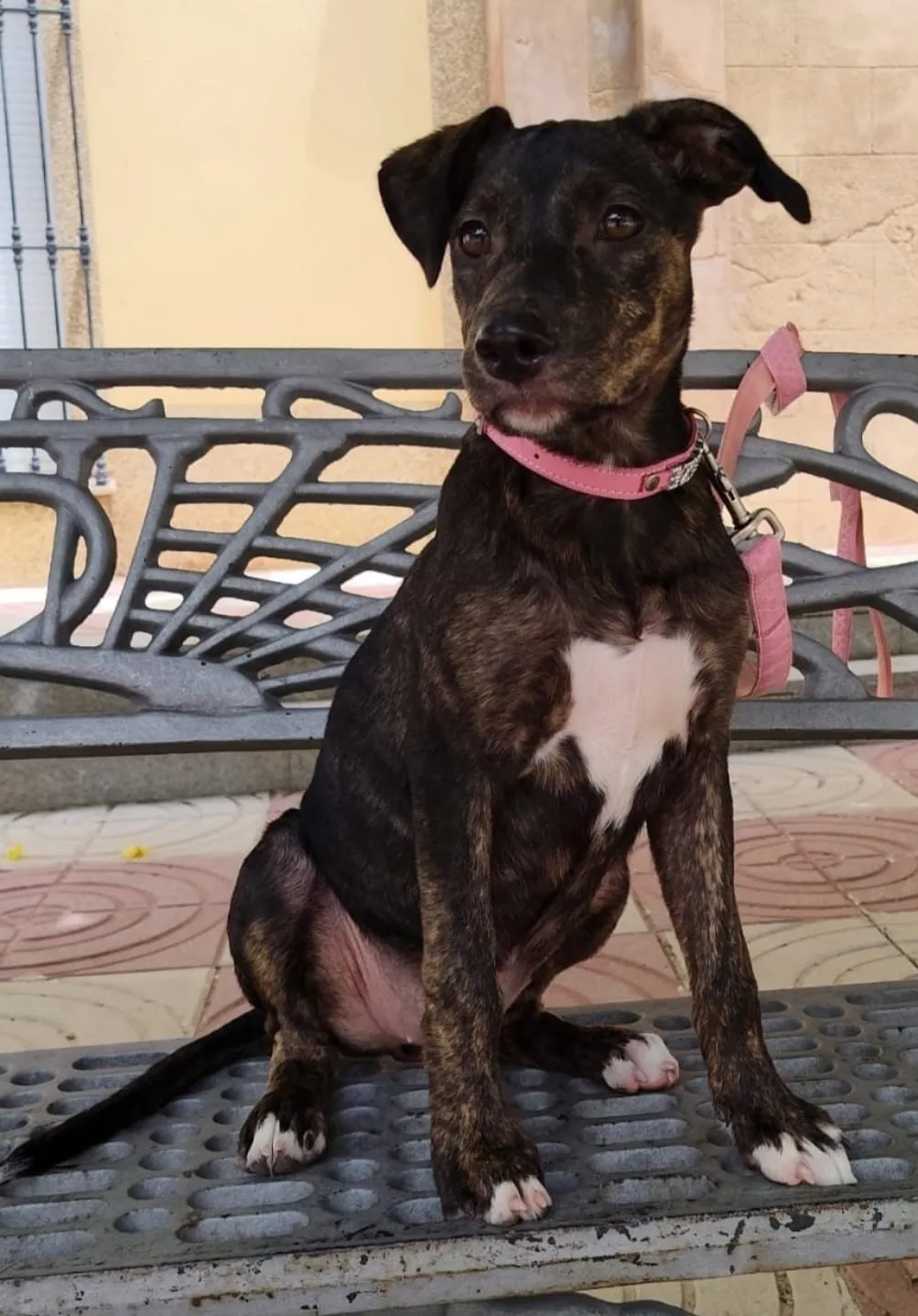 Aelin, perra en Mérida