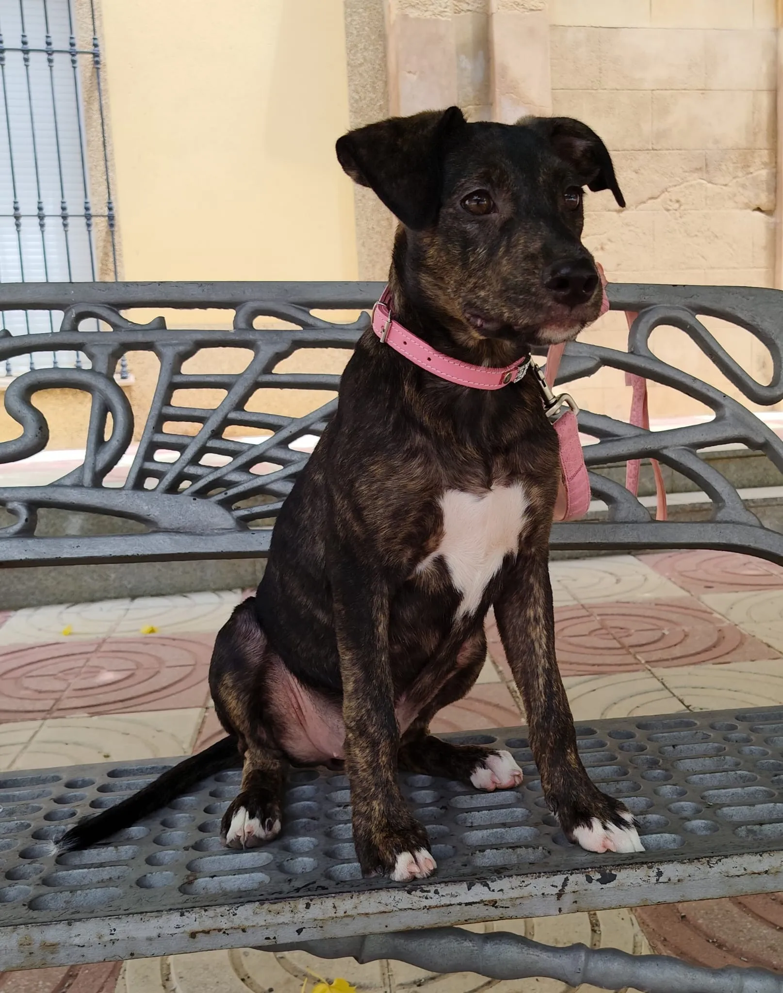 Aelin, perra en Mérida