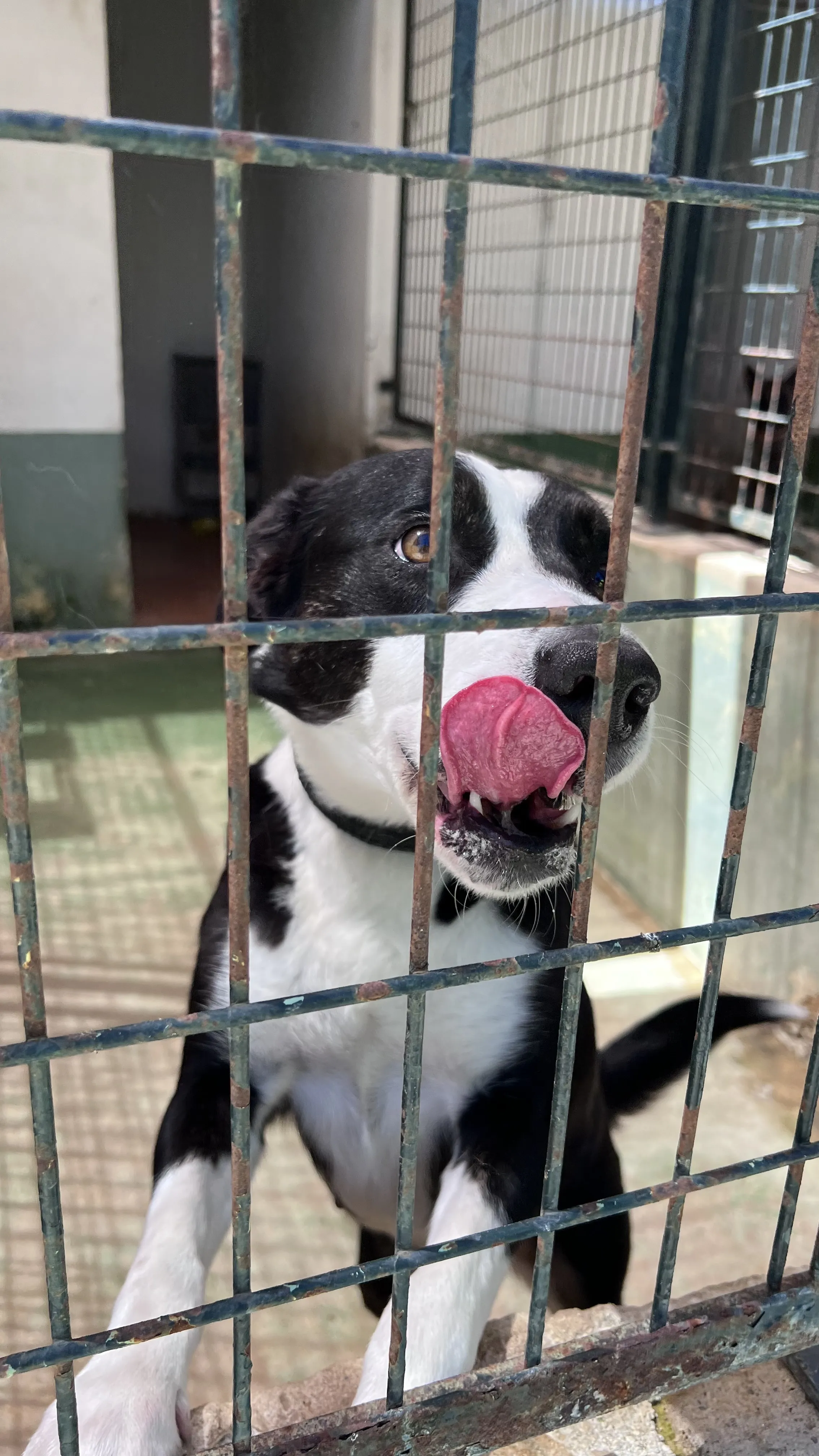 Kendra, perra en Mérida