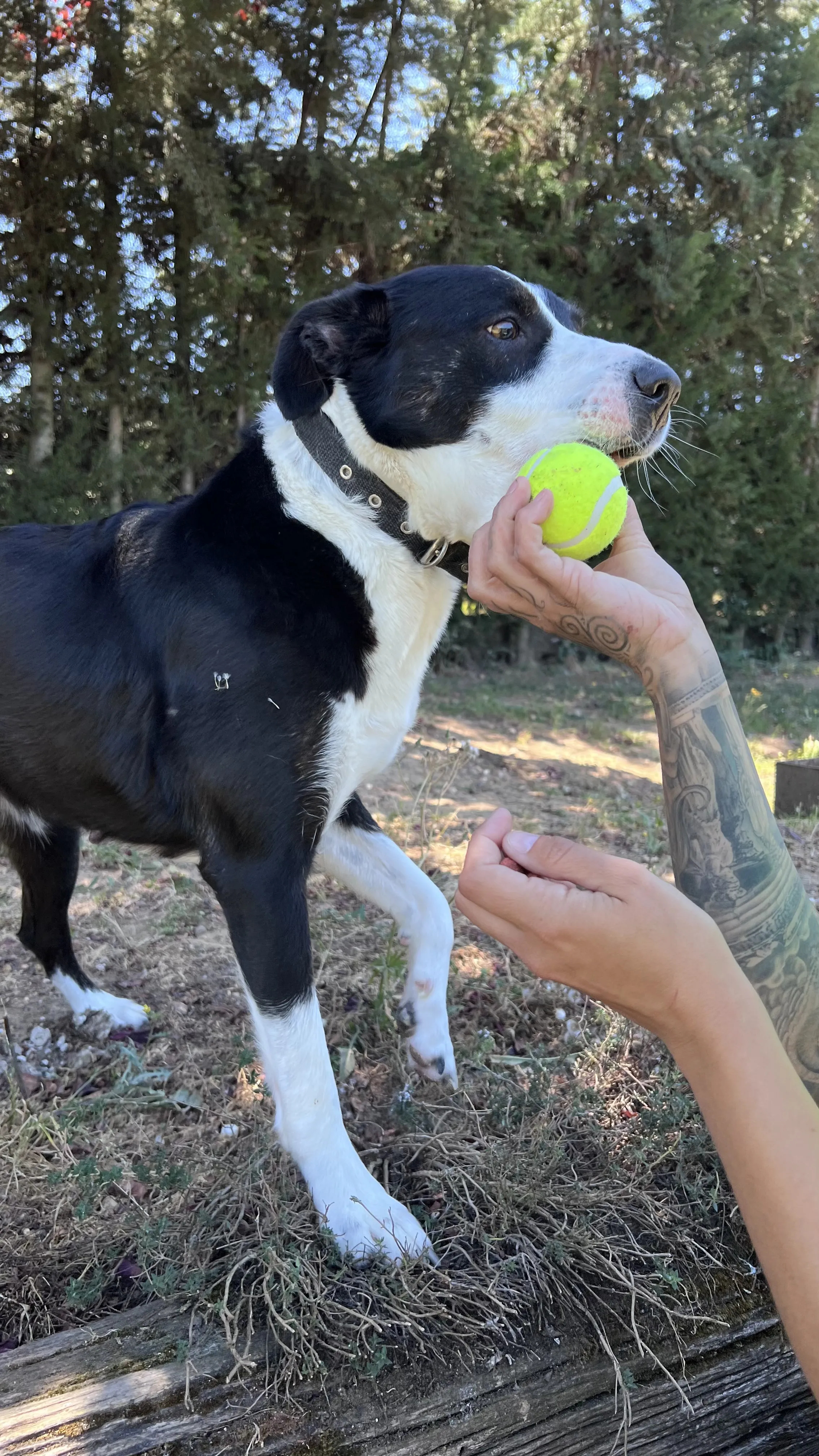 Kendra, perra en Mérida