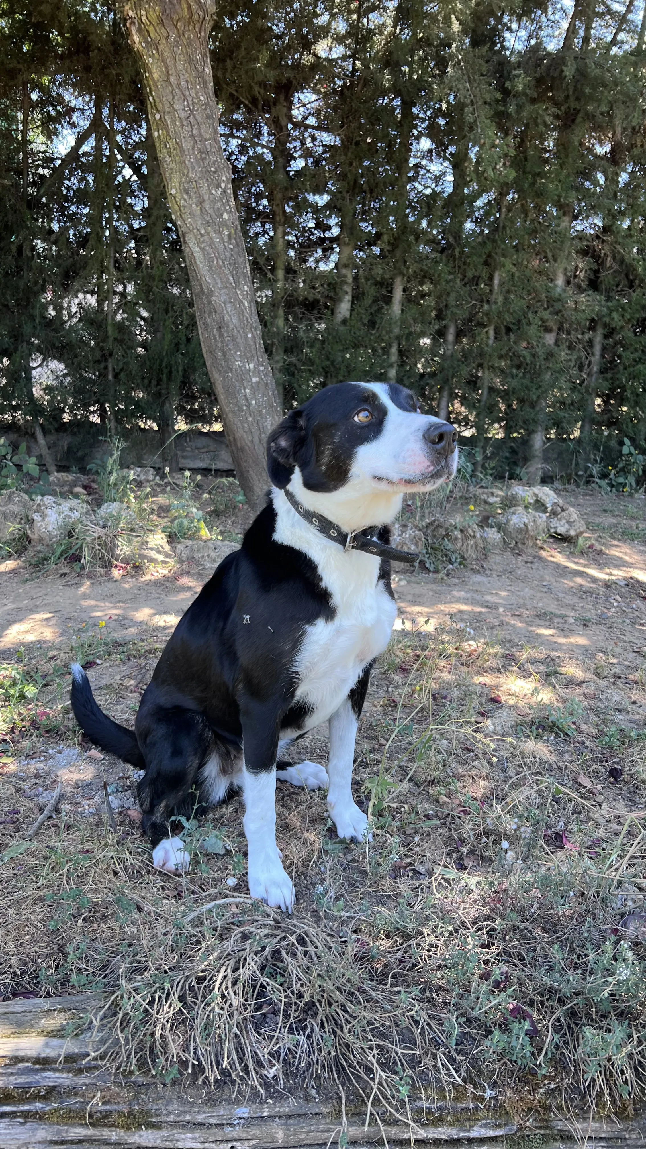 Kendra, perra en Mérida