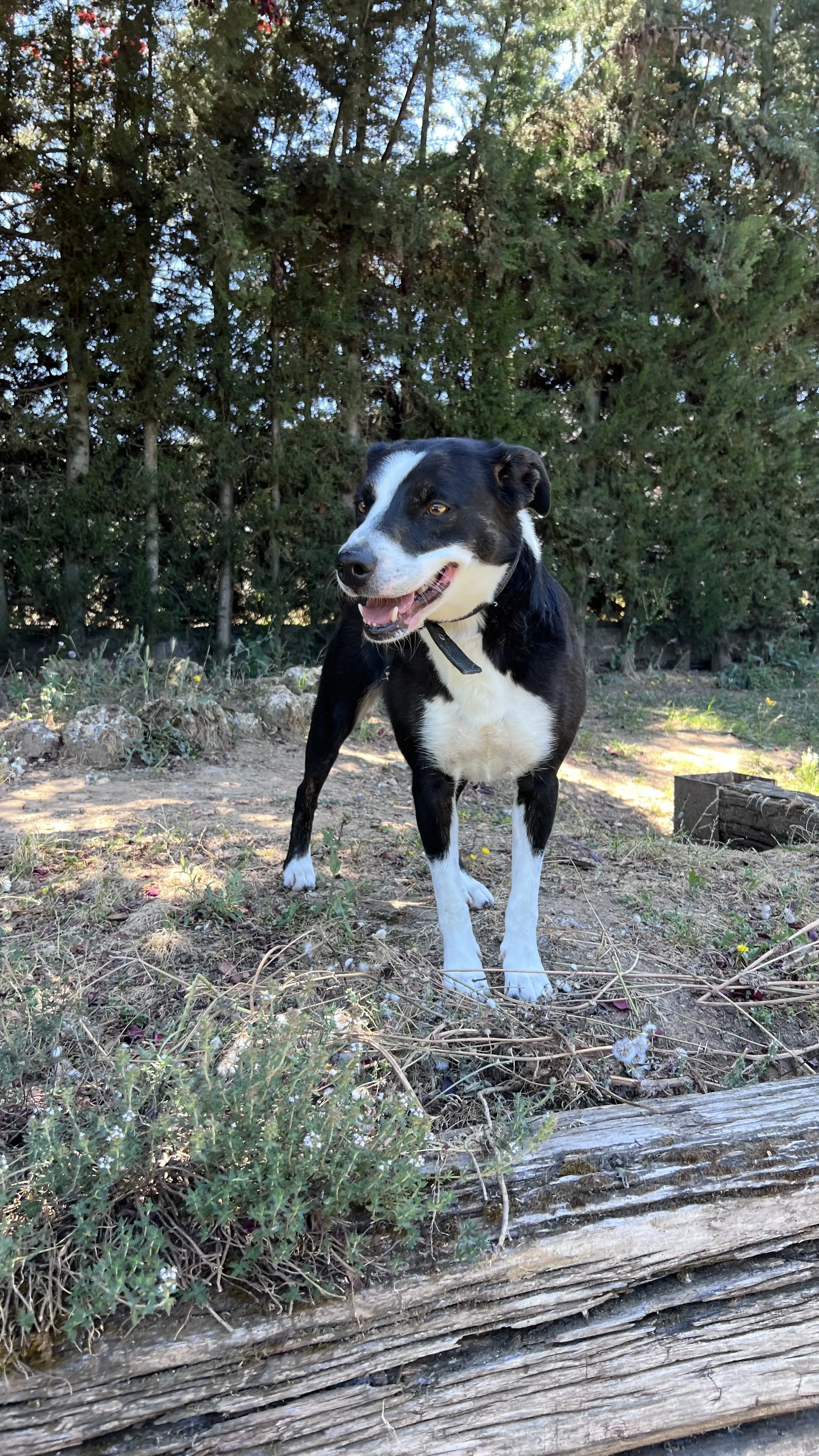 Kendra, perra en Mérida