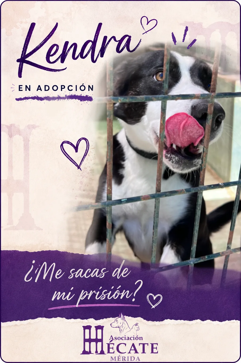 Kendra, perra en Mérida