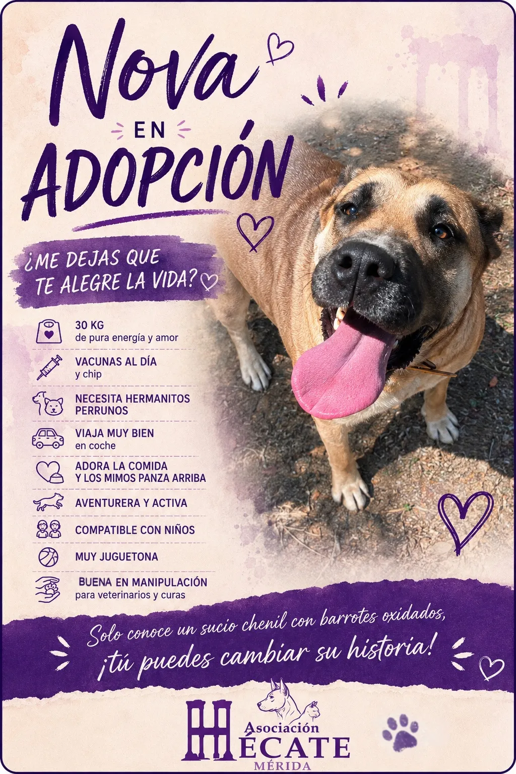 Nova, perra en Mérida
