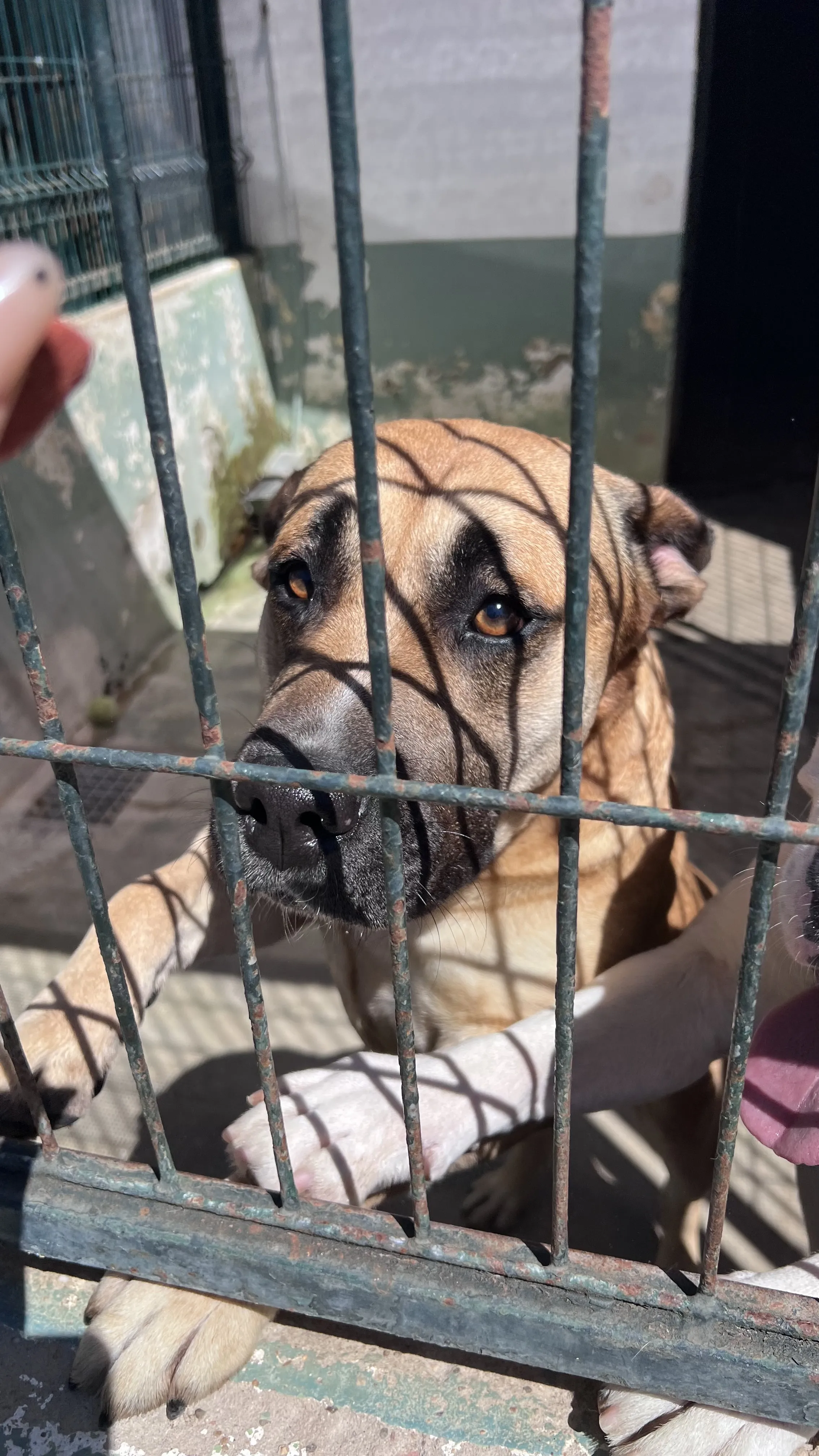 Nova, perra en Mérida