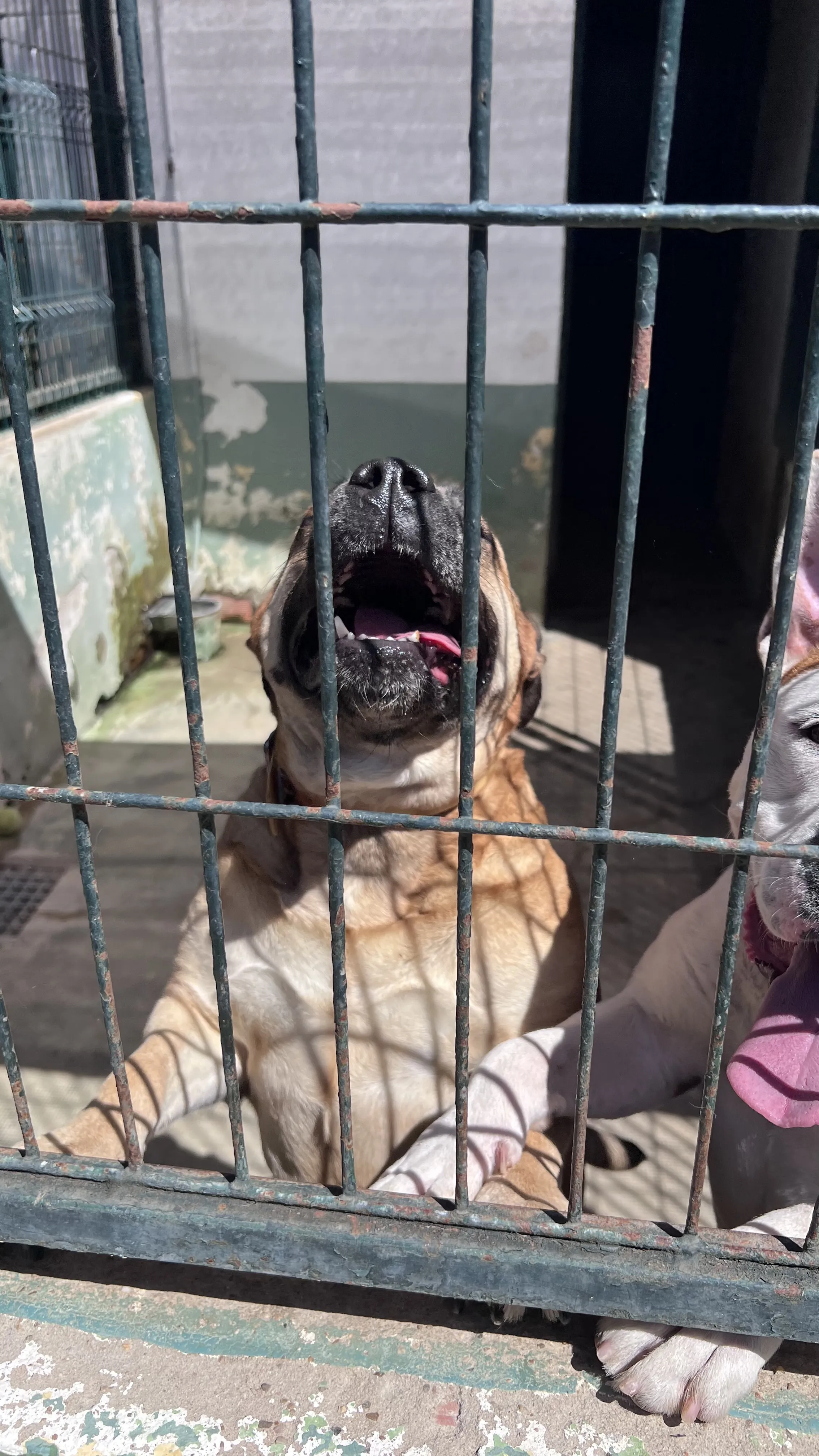 Nova, perra en Mérida
