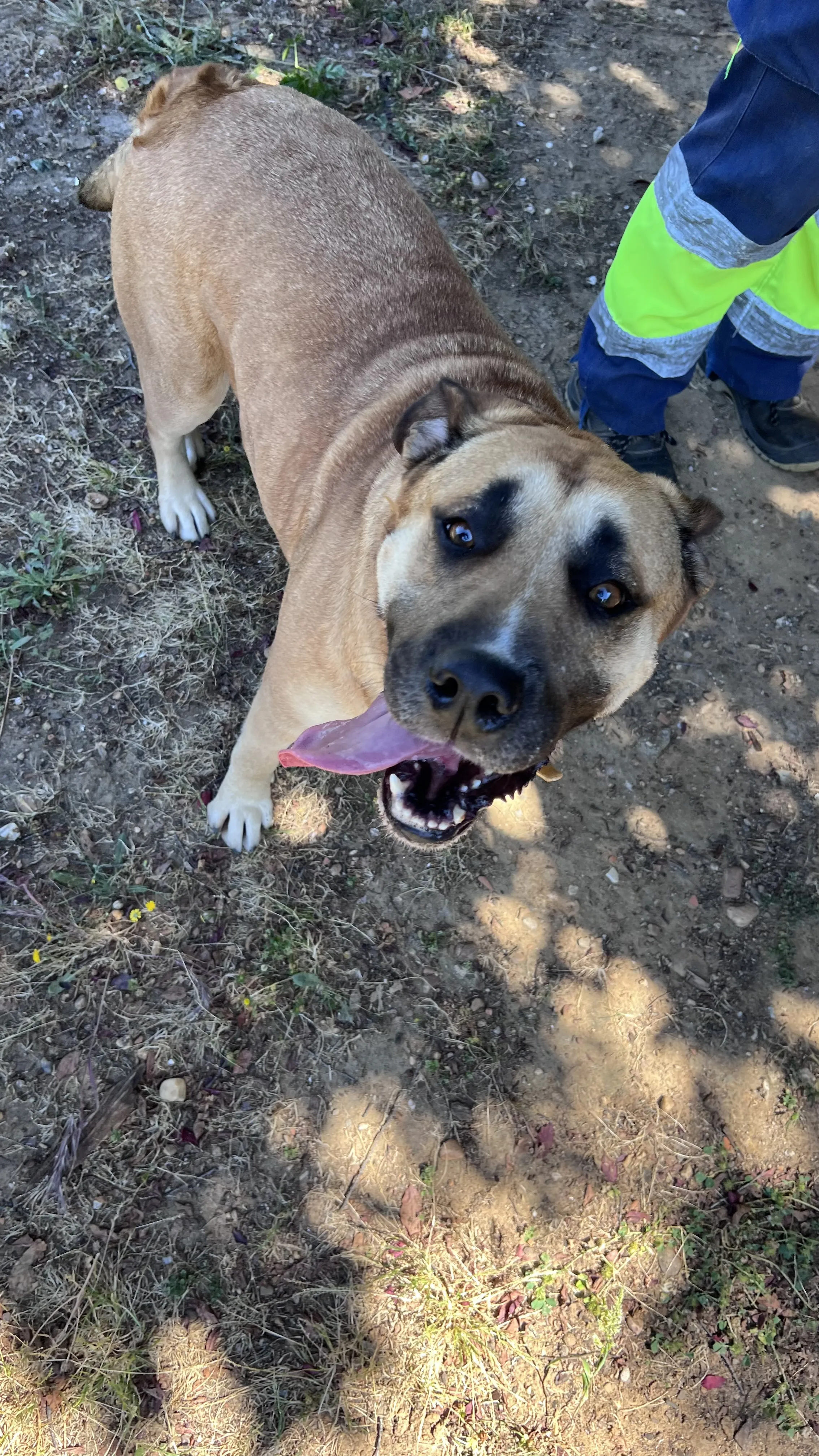Nova, perra en Mérida