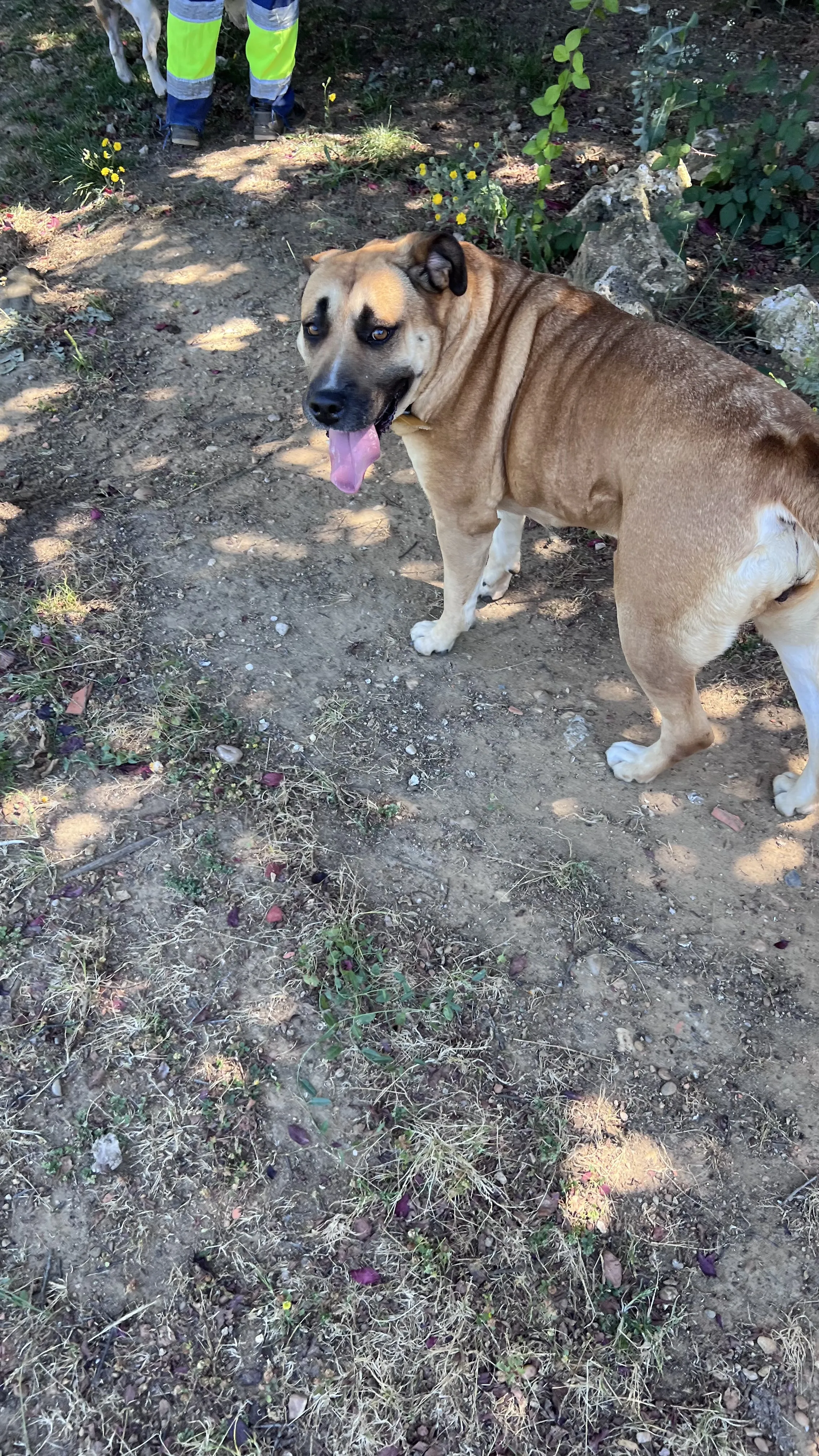 Nova, perra en Mérida
