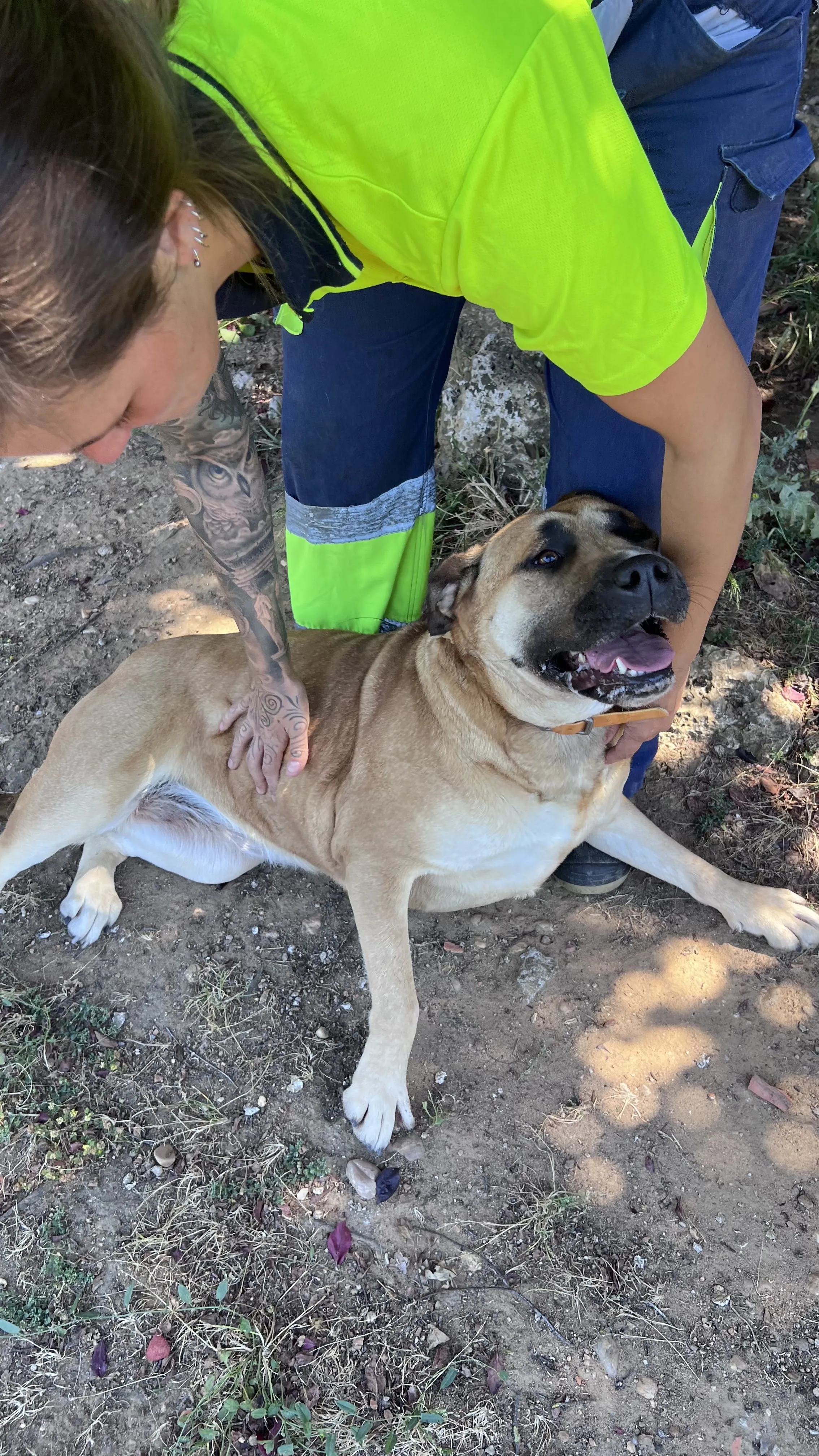 Nova, perra en Mérida