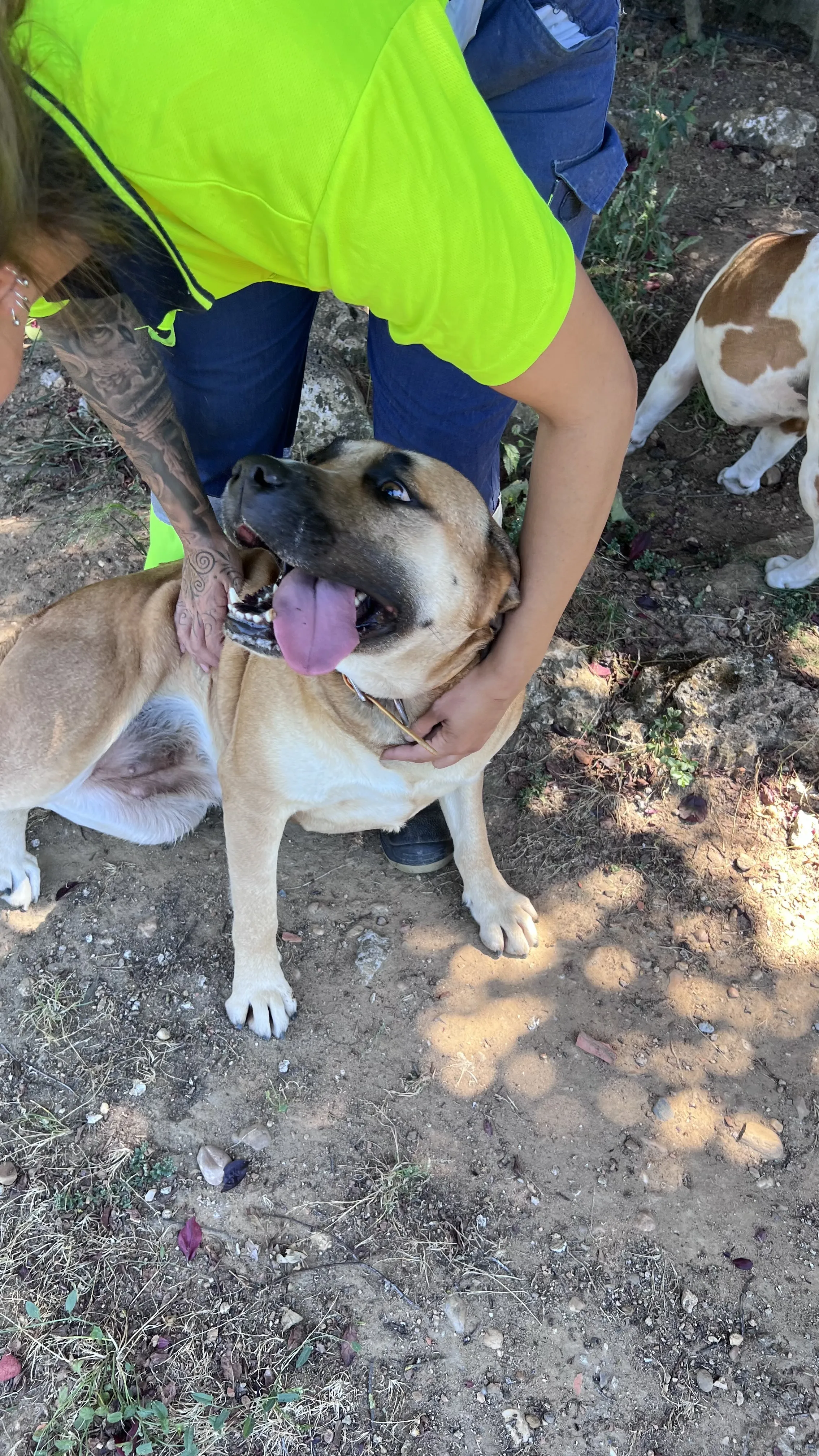 Nova, perra en Mérida