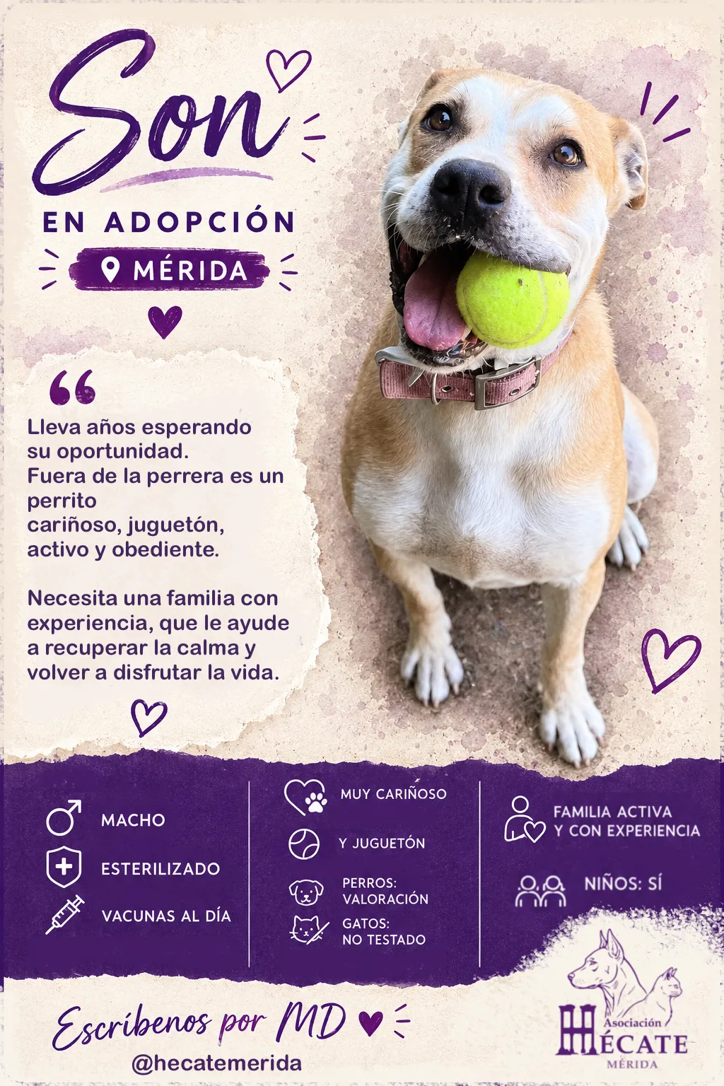 Son, perro en Mérida