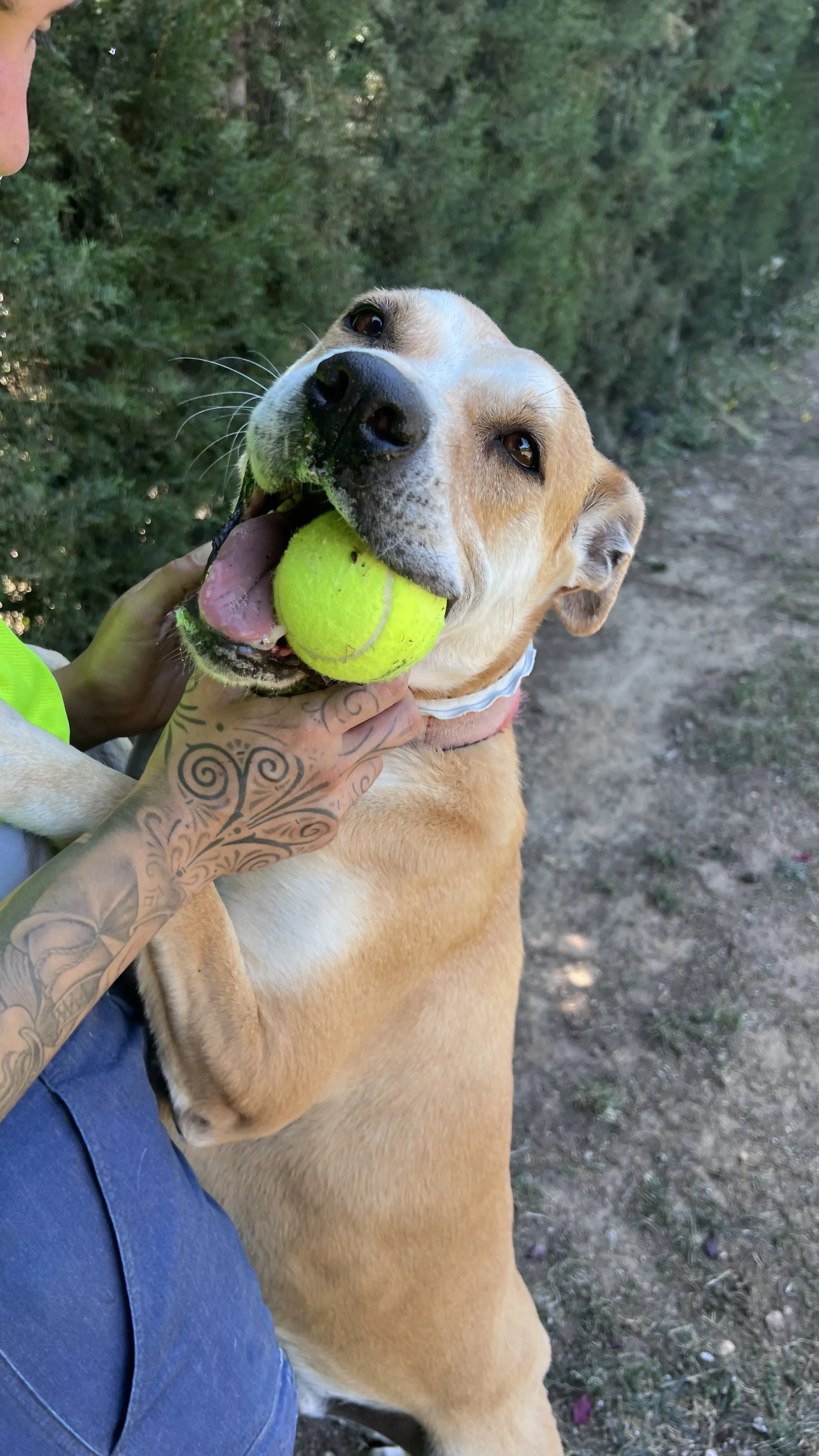 Son, perro en Mérida