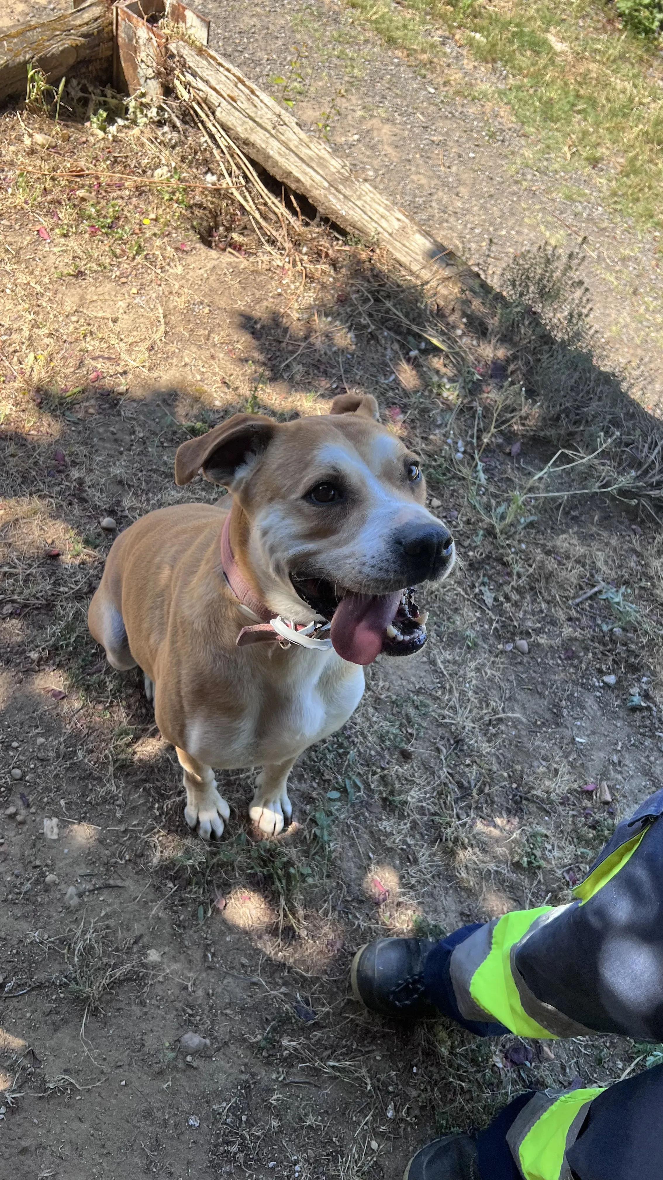 Son, perro en Mérida