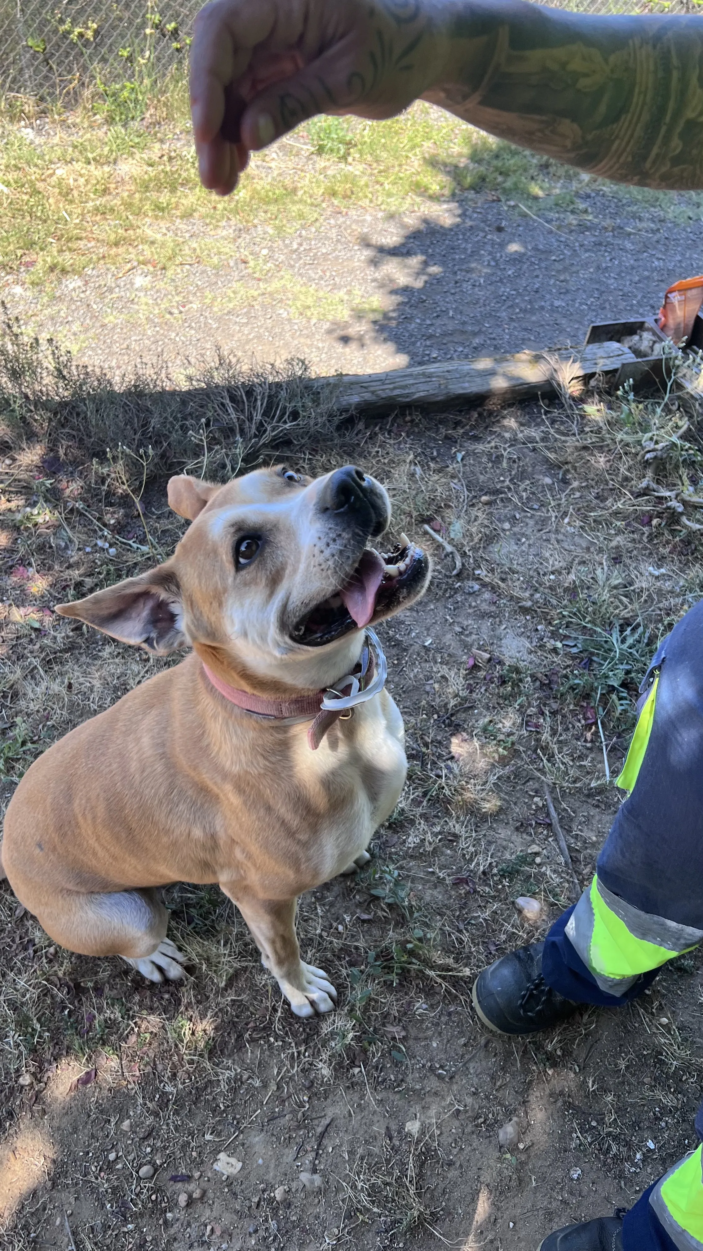 Son, perro en Mérida