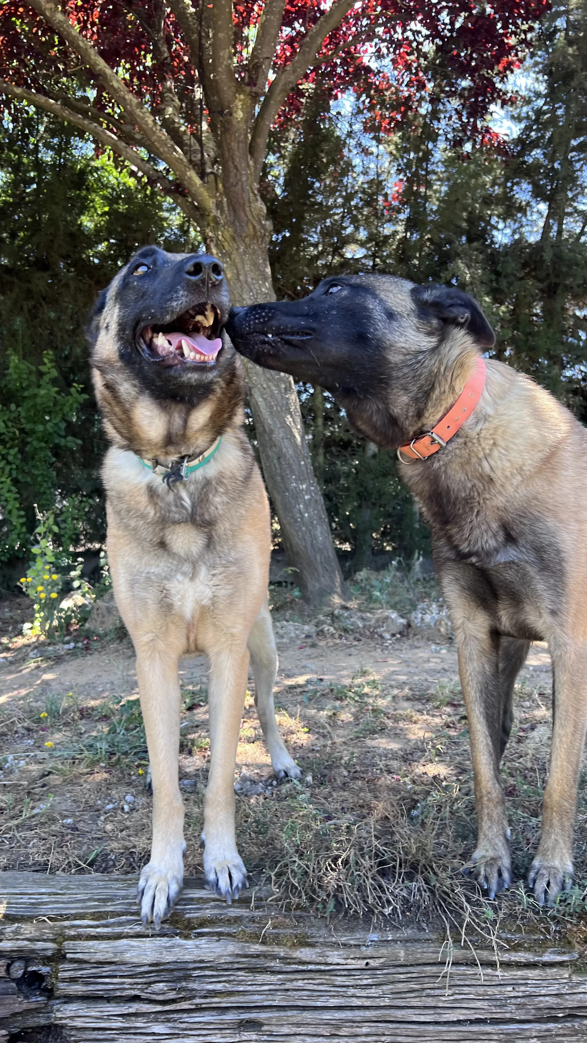 Obi, perro en Mérida