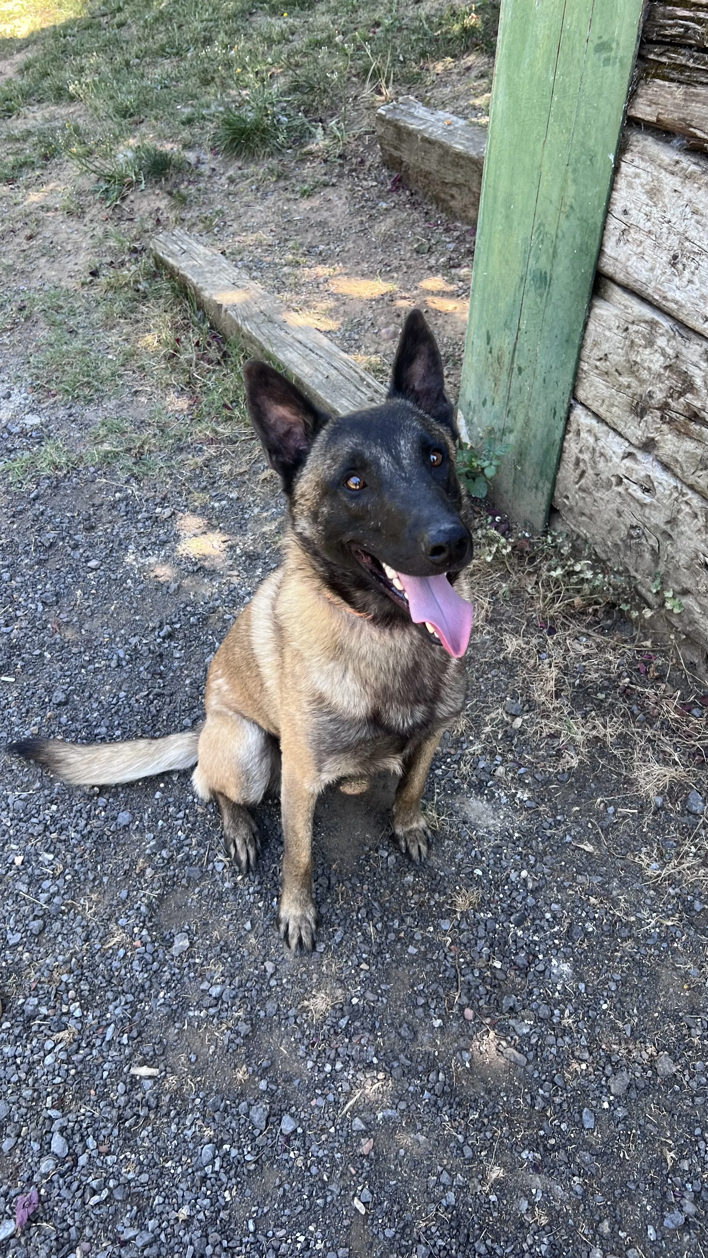 Obi, perro en Mérida