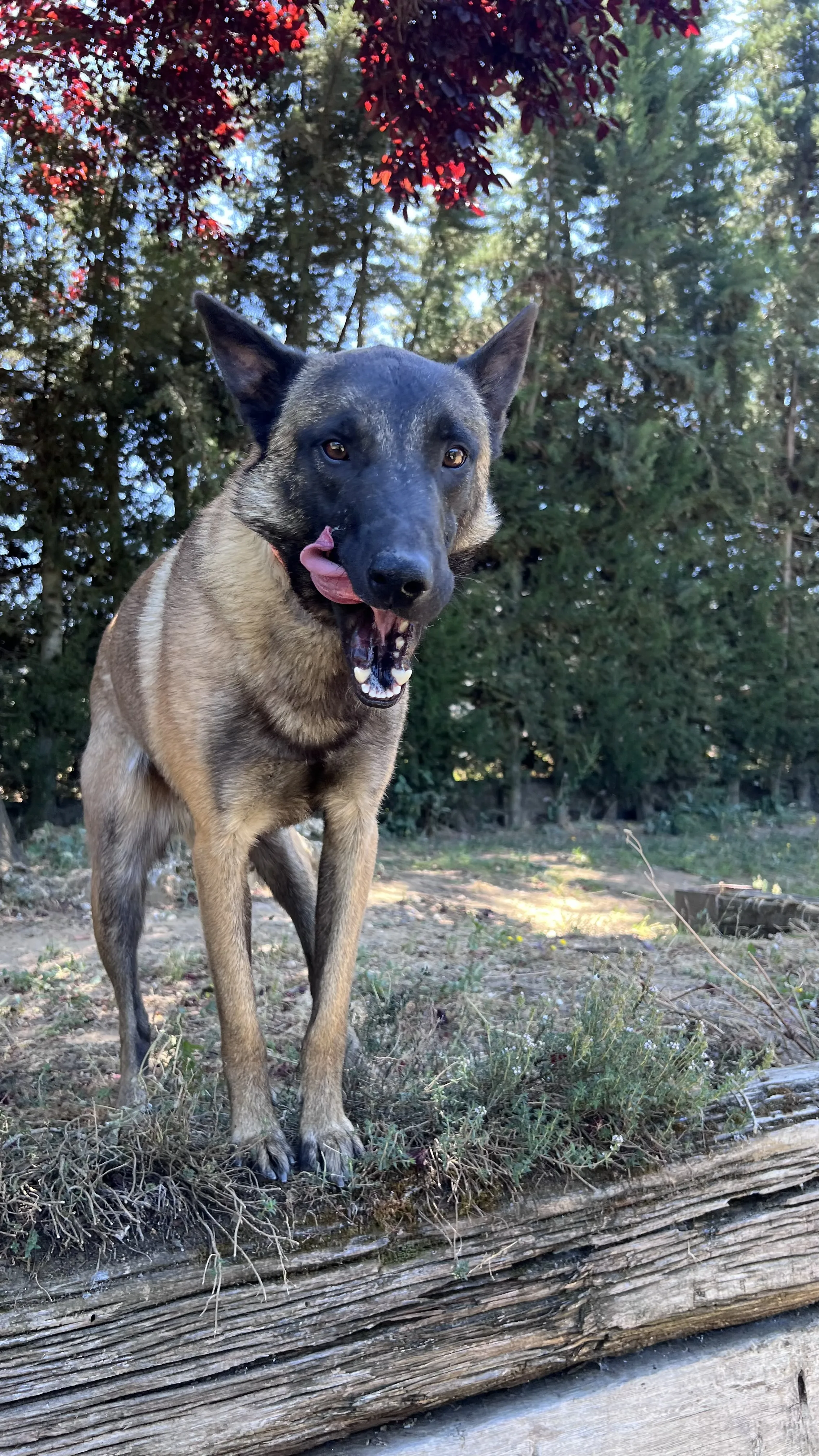 Obi, perro en Mérida