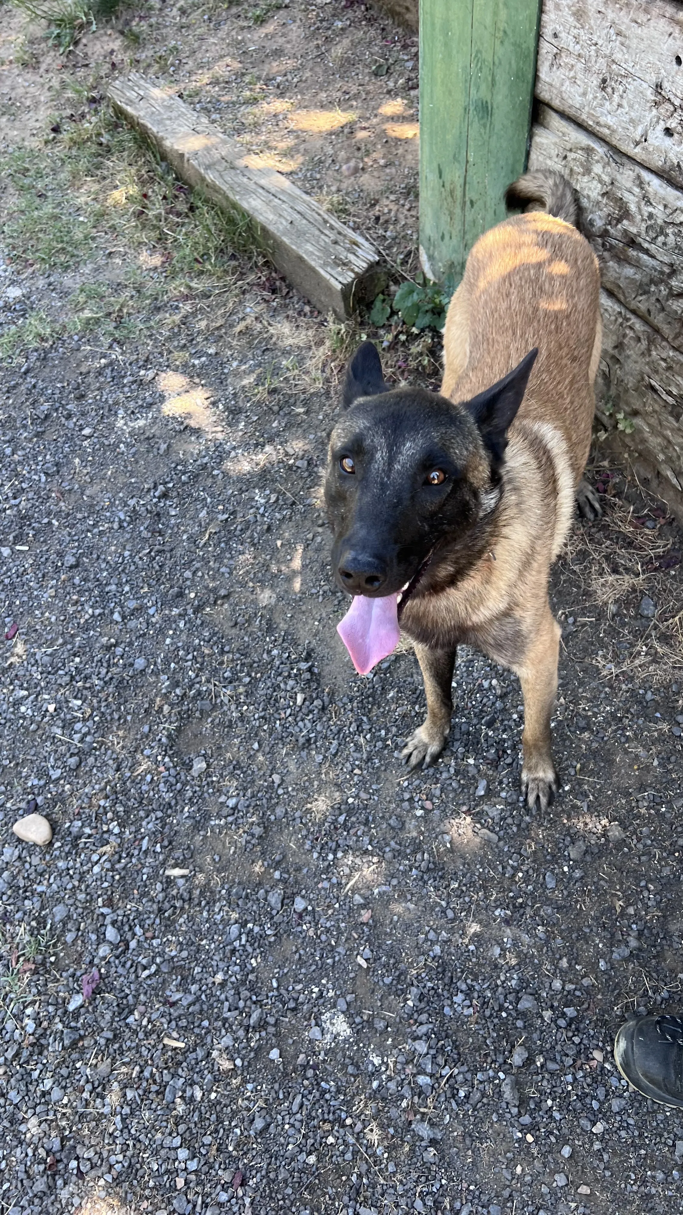 Obi, perro en Mérida