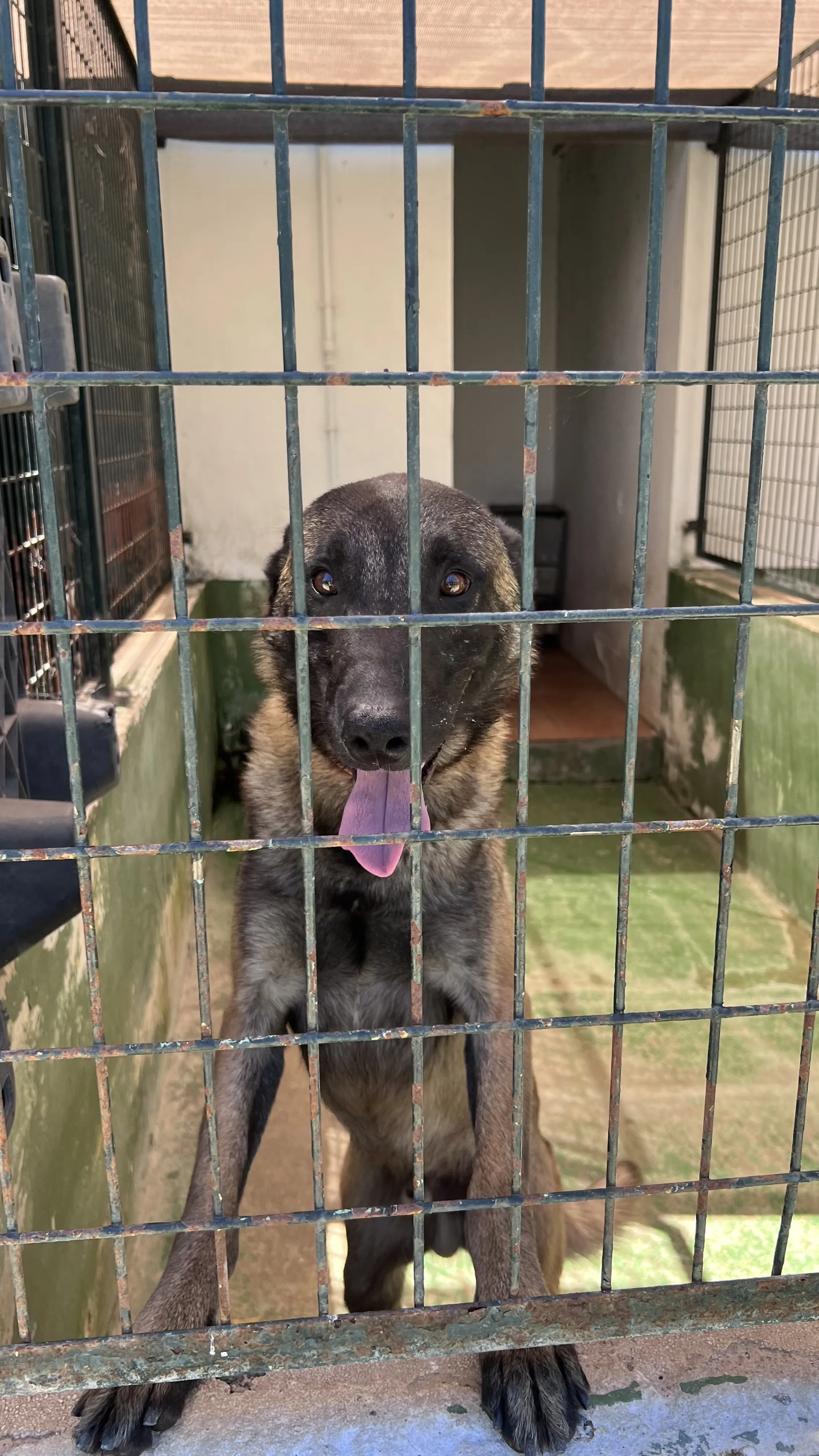 Obi, perro en Mérida