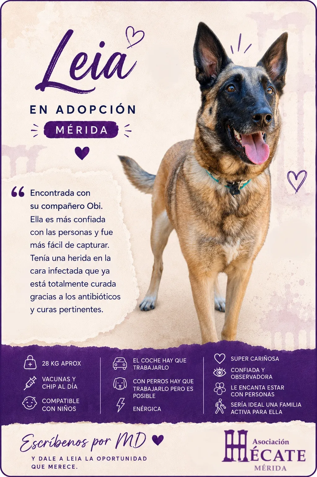 Leya, perra en Mérida