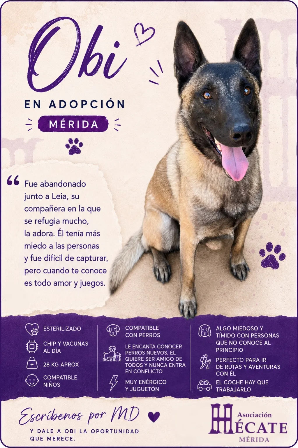Obi, perro en Mérida