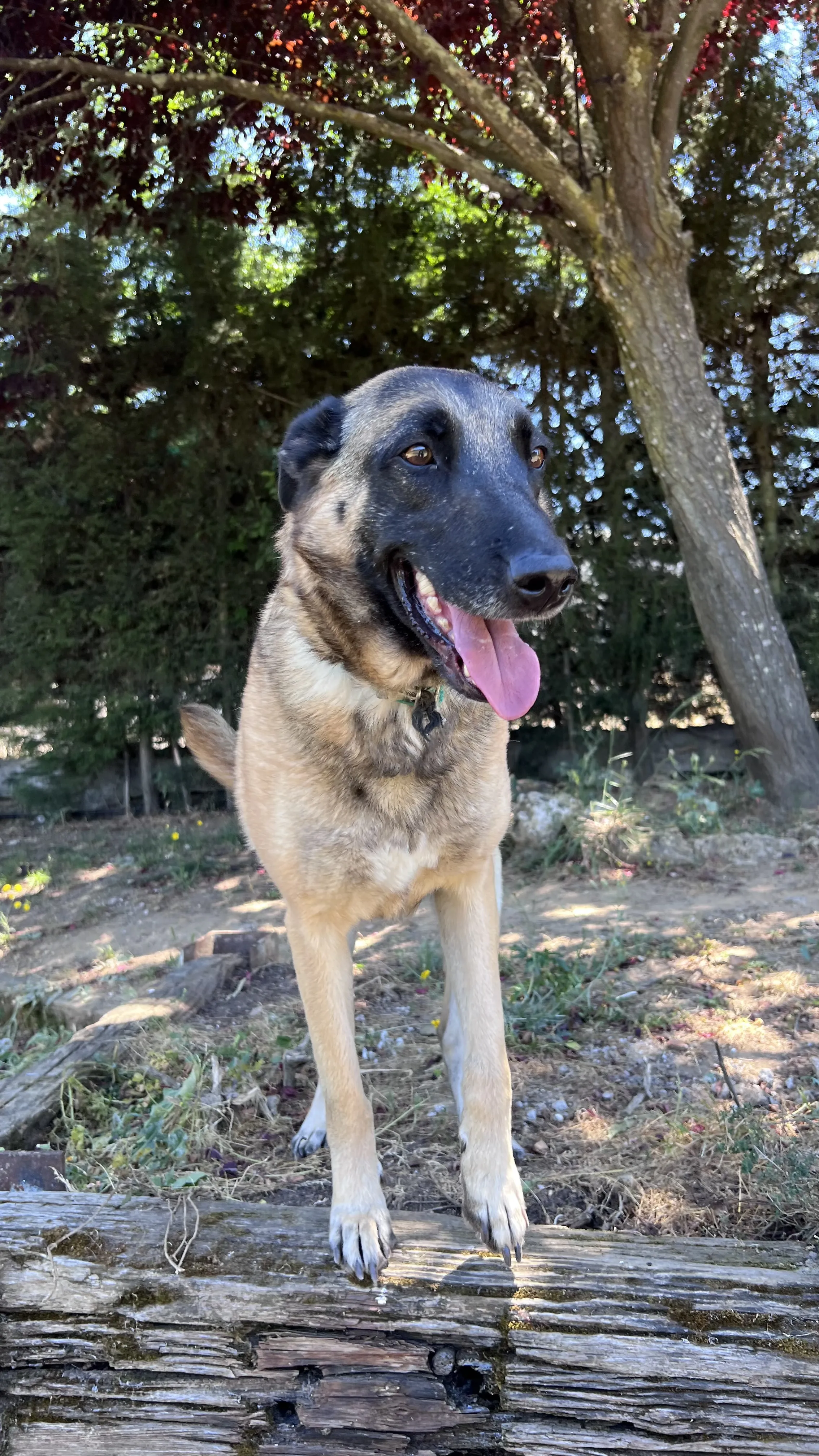 Leya, perra en Mérida