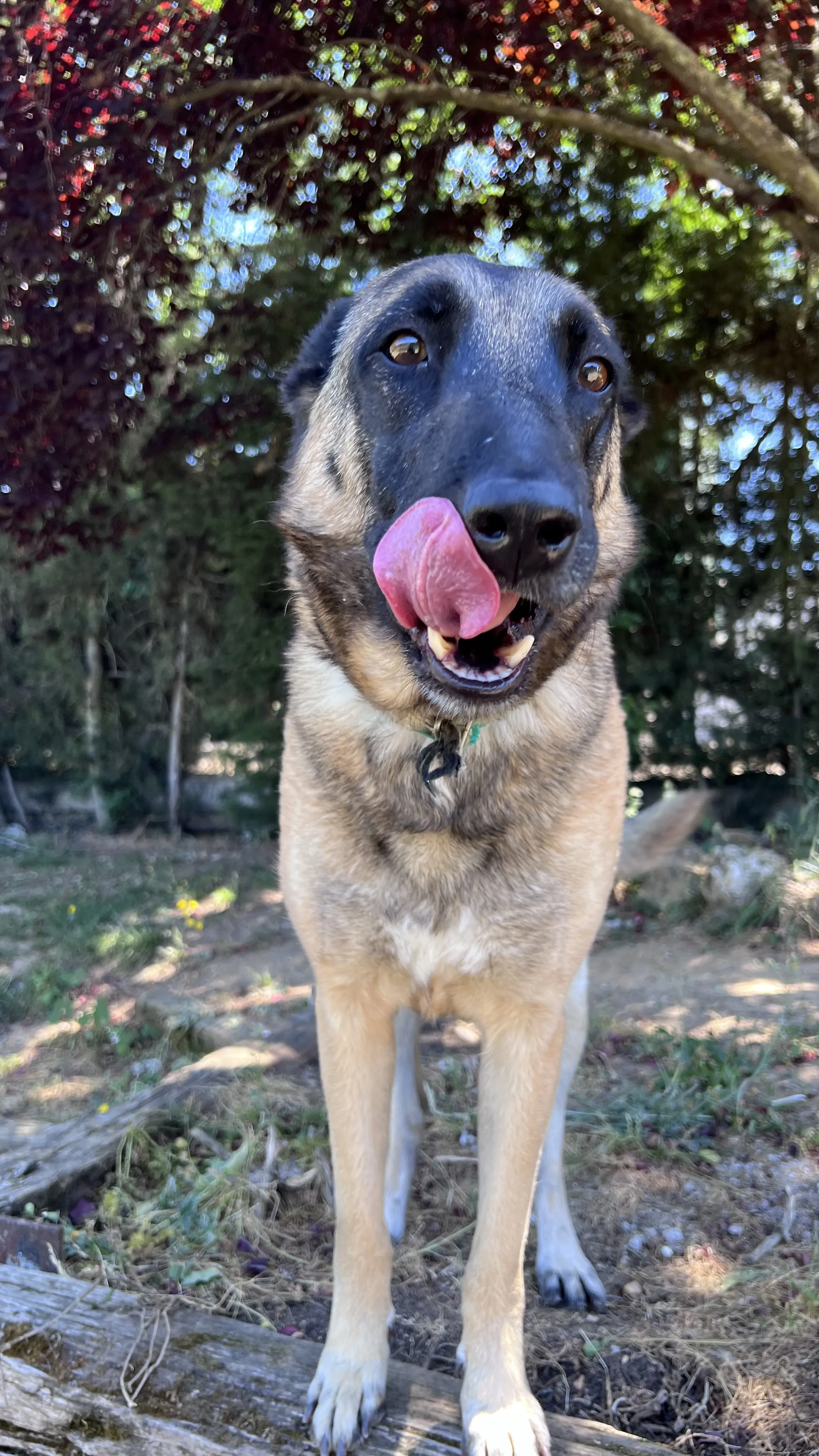 Leya, perra en Mérida