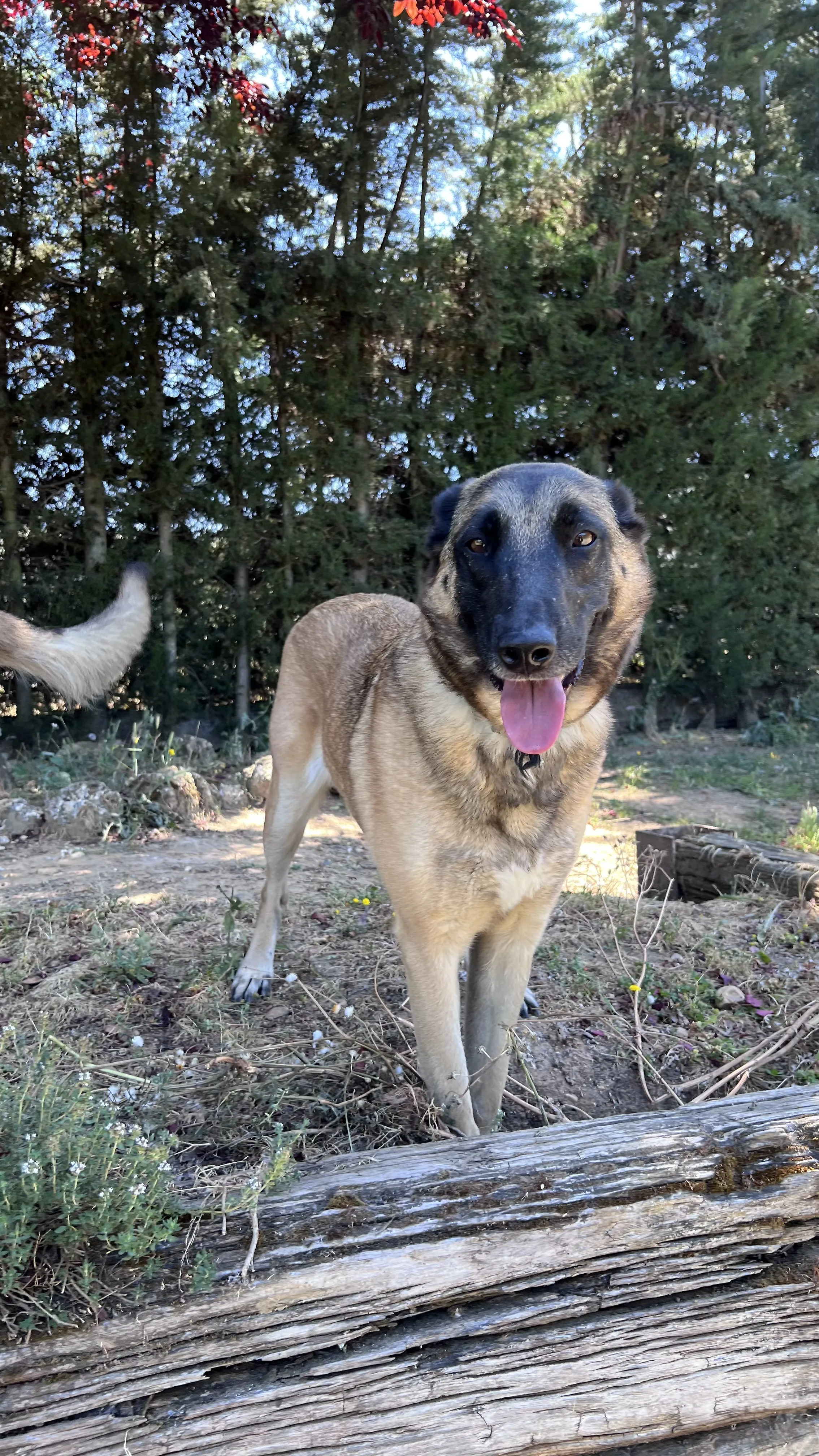 Leya, perra en Mérida