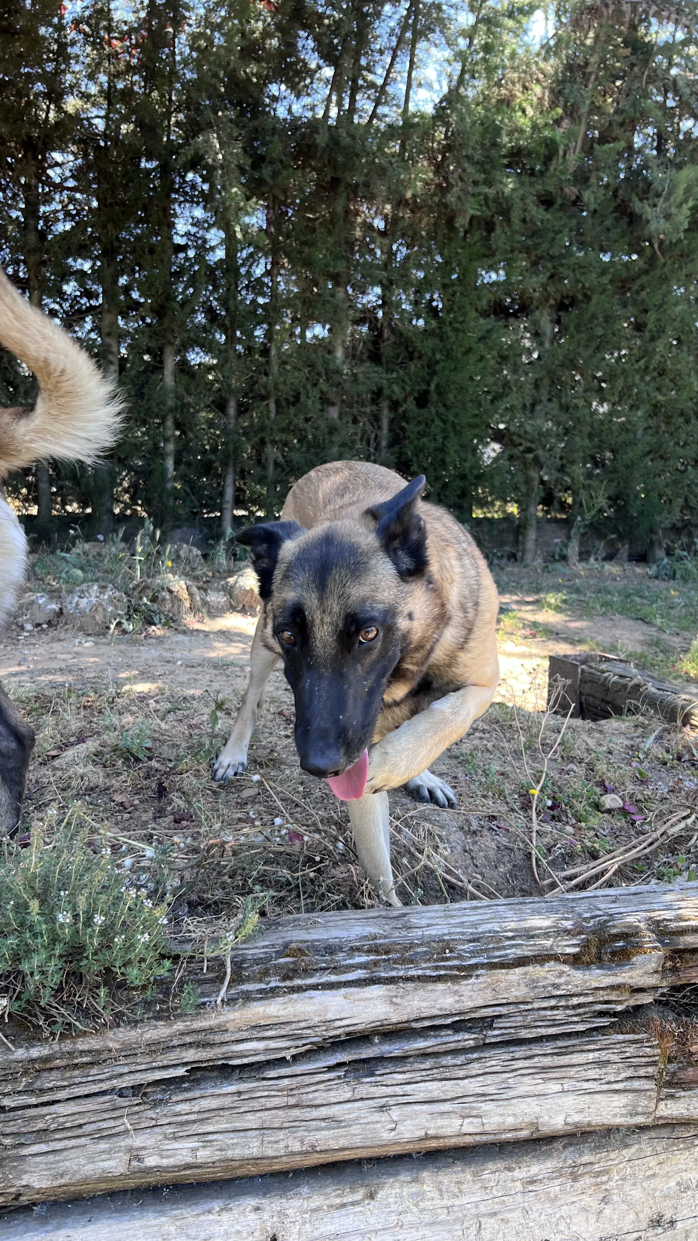 Leya, perra en Mérida