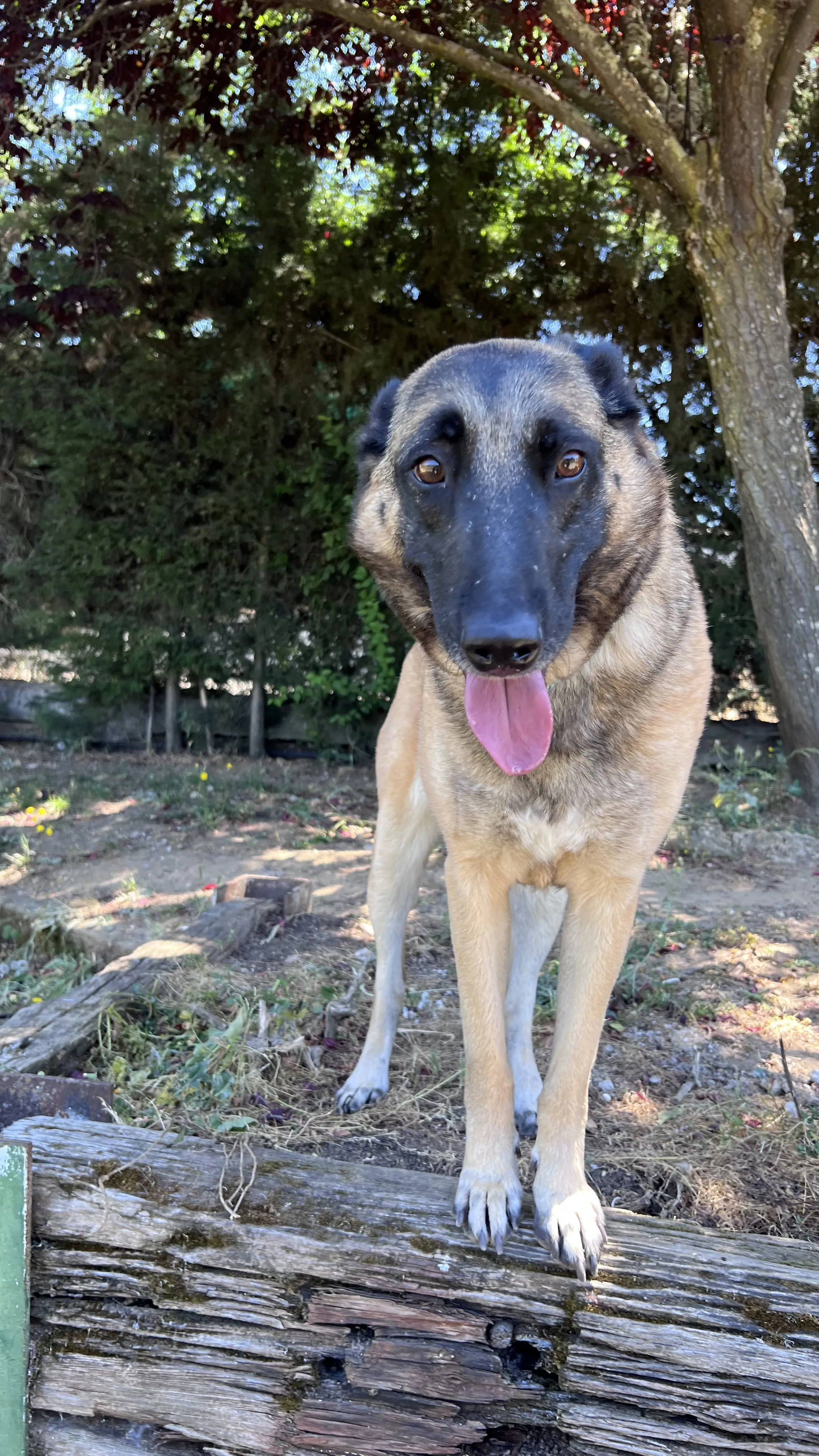 Leya, perra en Mérida