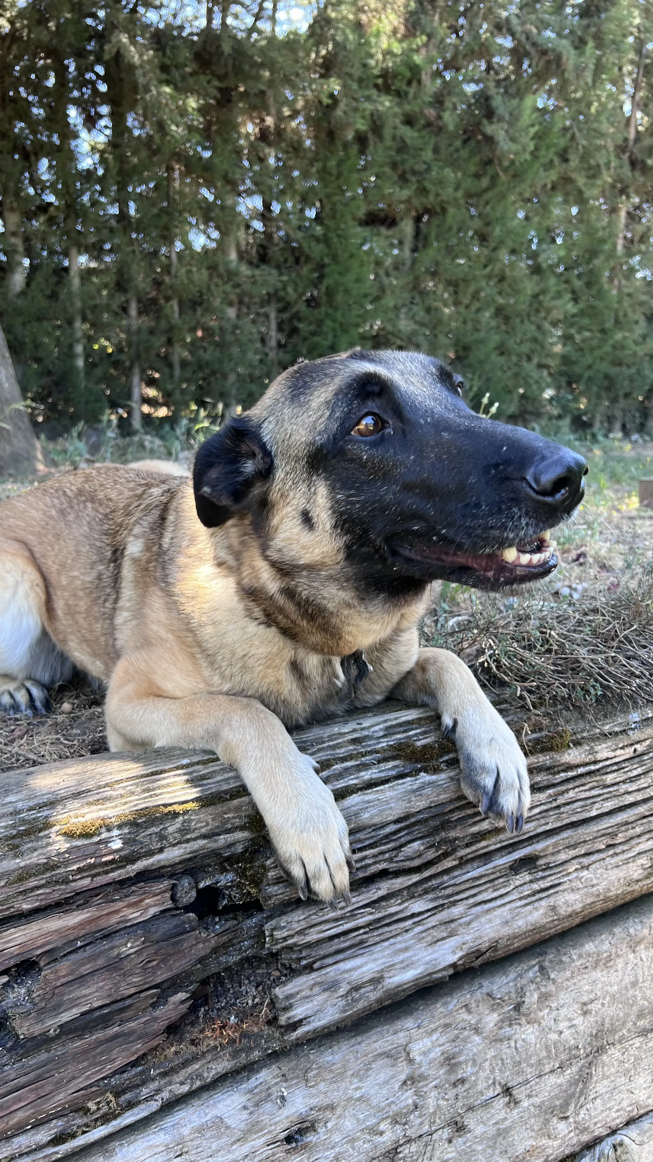 Leya, perra en Mérida