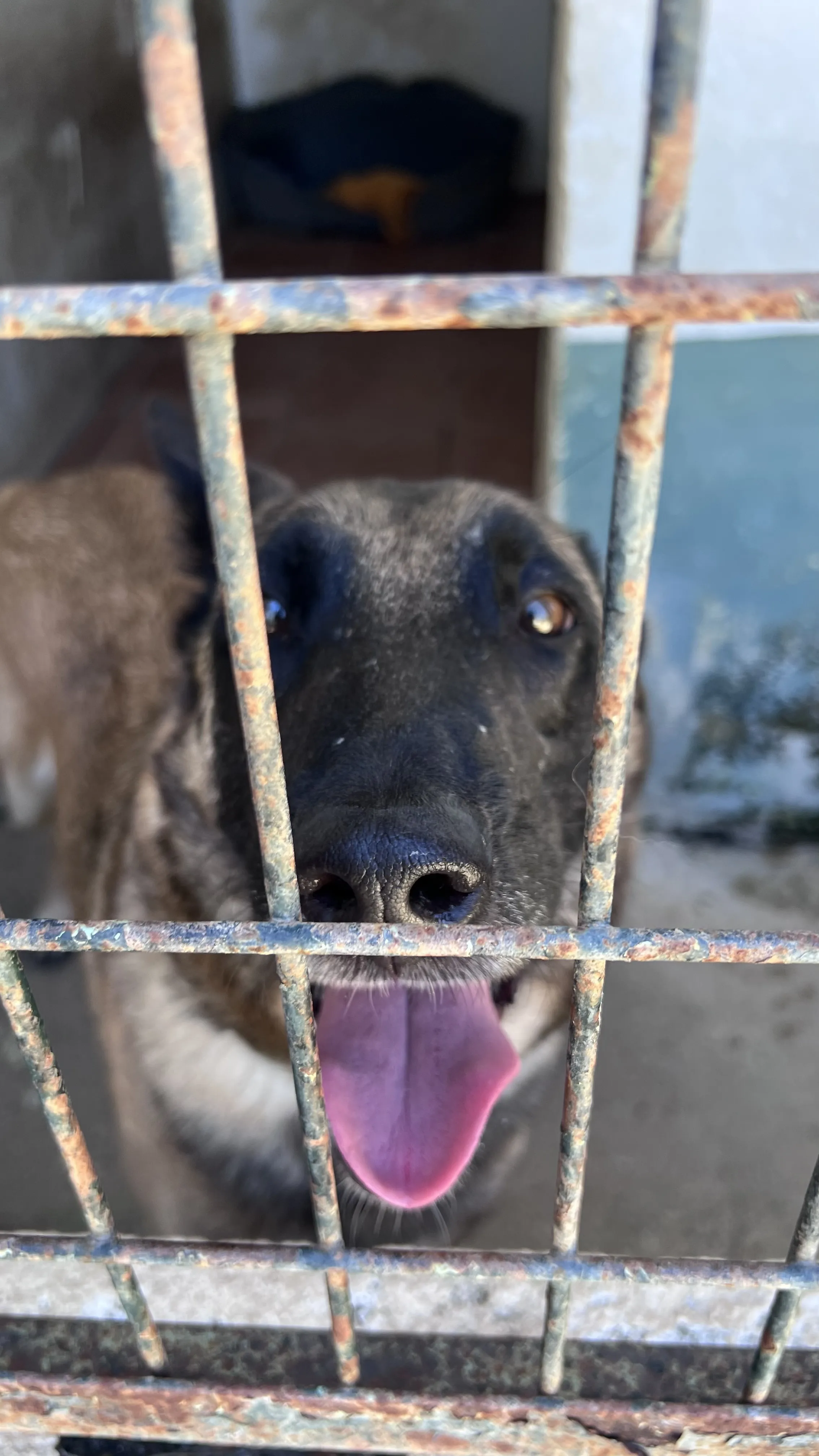 Leya, perra en Mérida