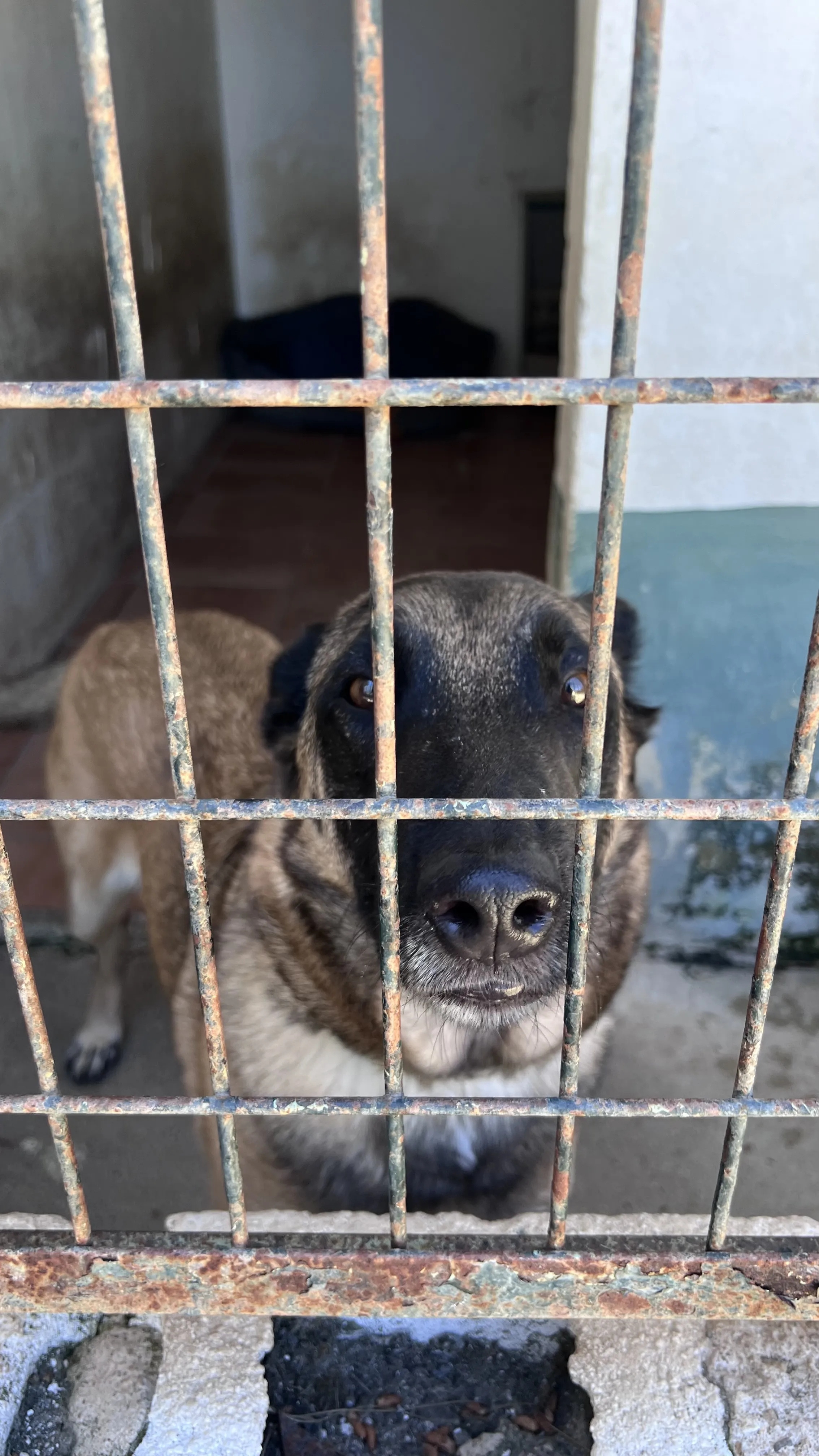 Leya, perra en Mérida