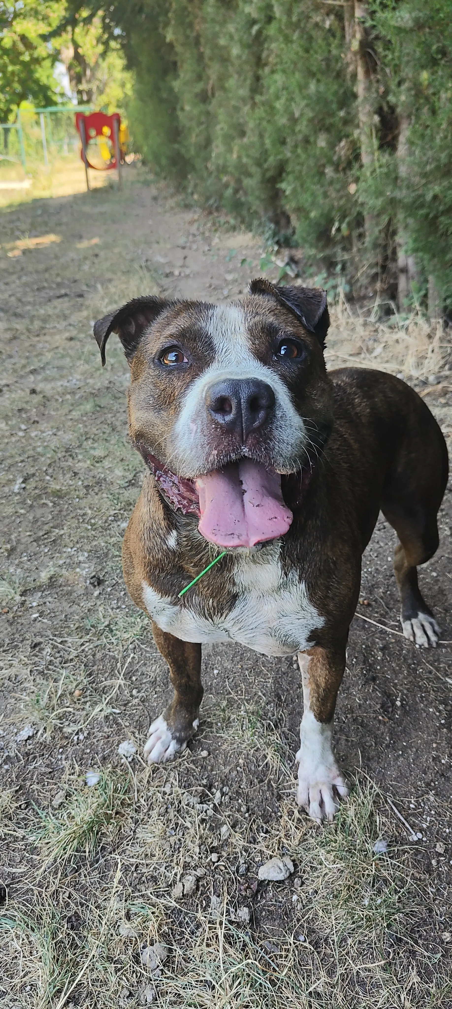 Atlas, perro en Mérida