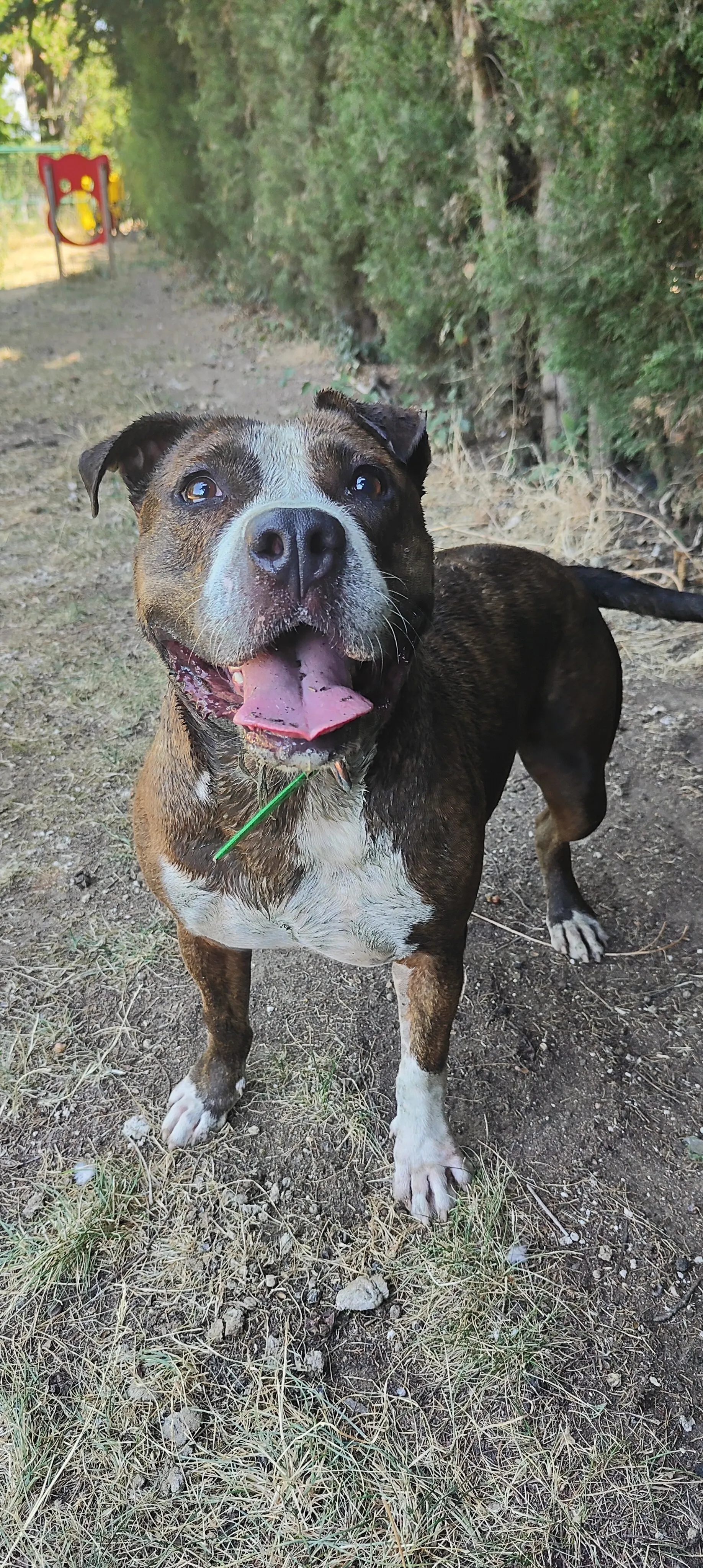 Atlas, perro en Mérida