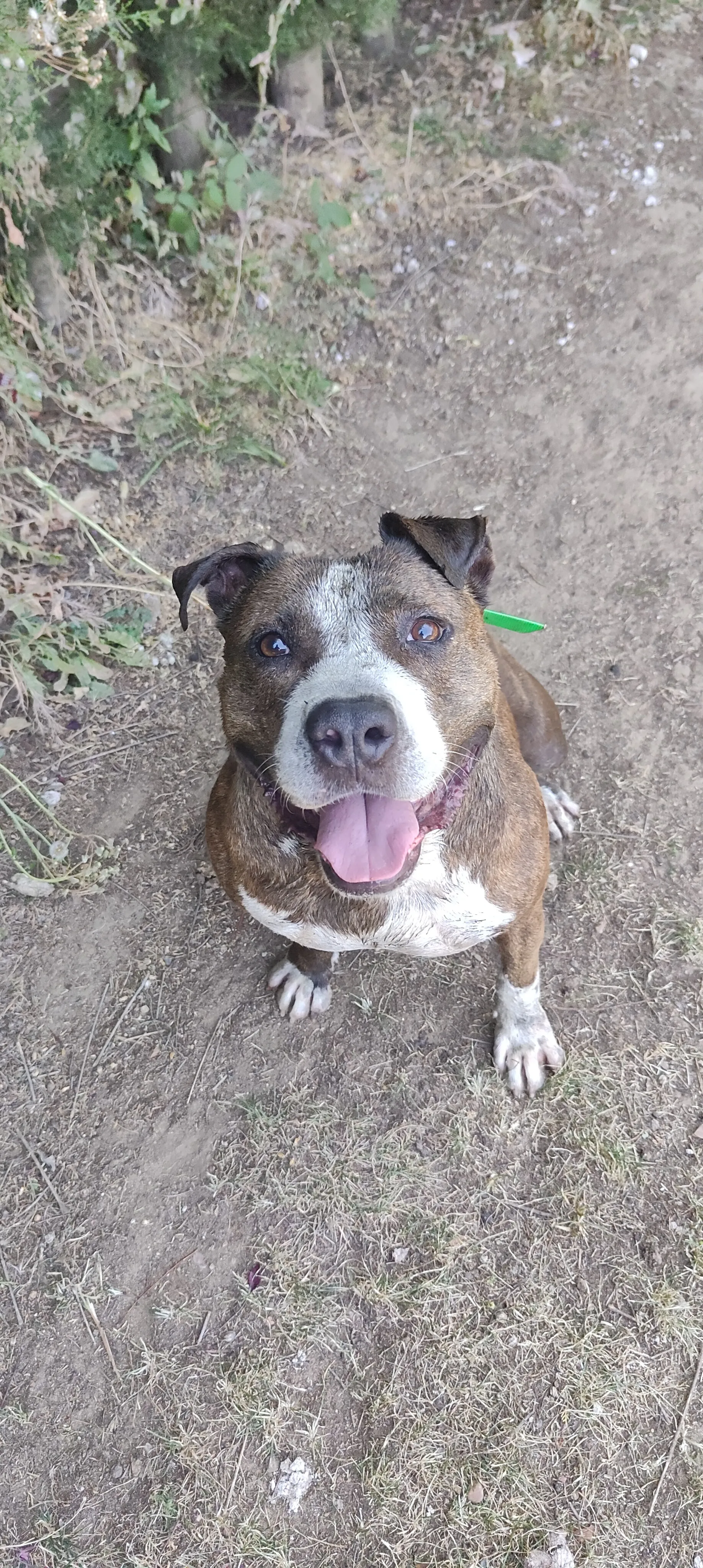 Atlas, perro en Mérida