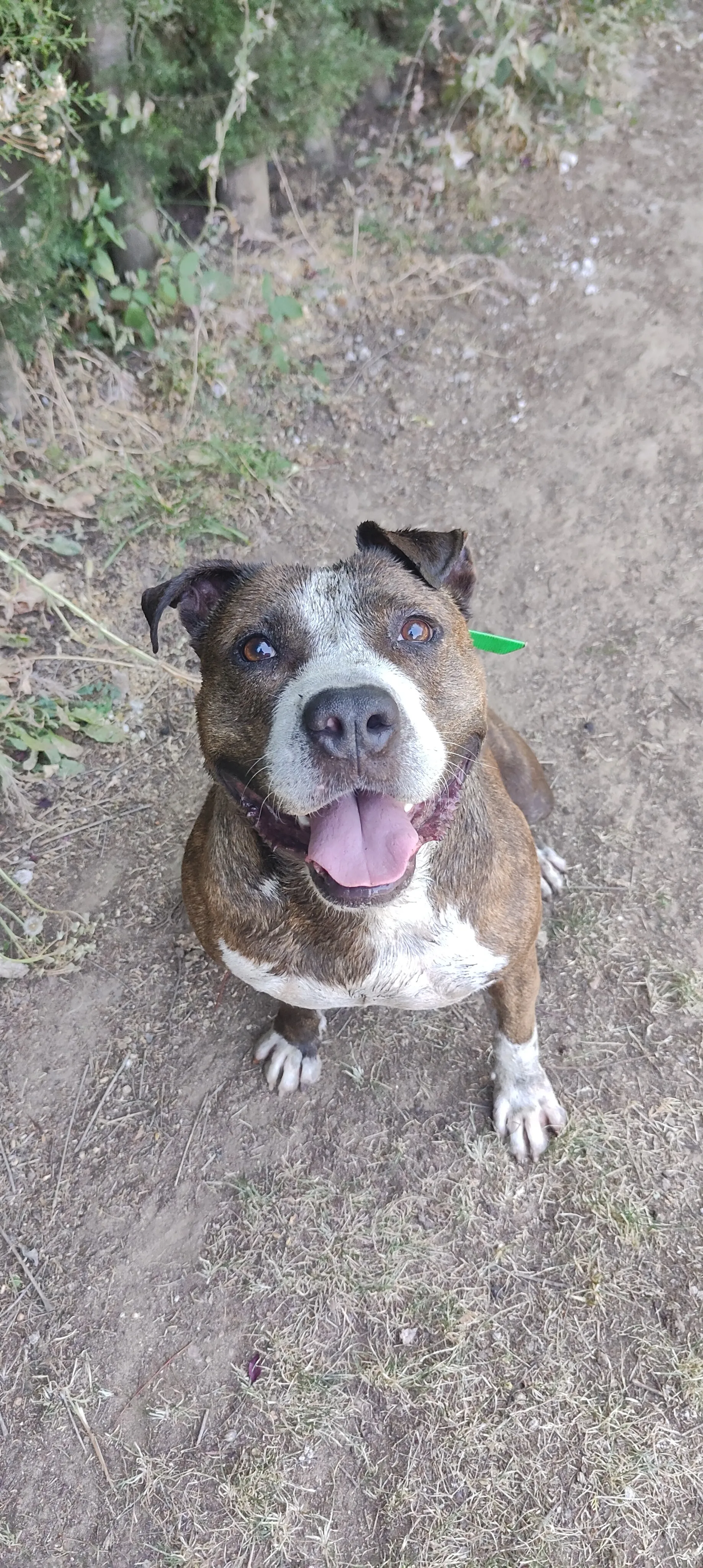 Atlas, perro en Mérida