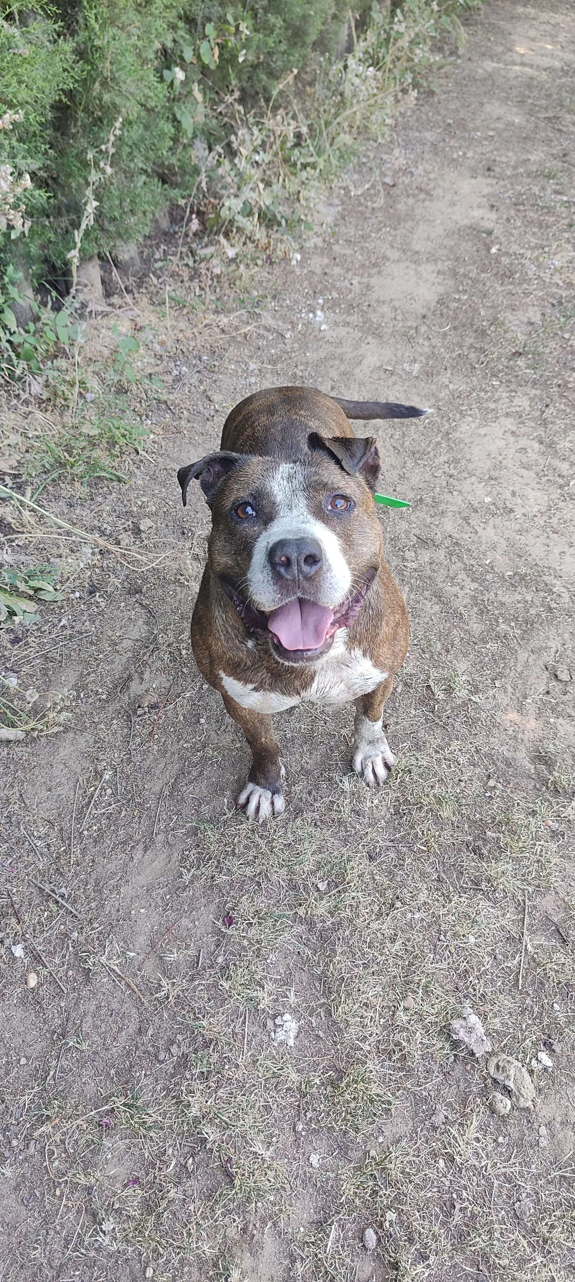 Atlas, perro en Mérida