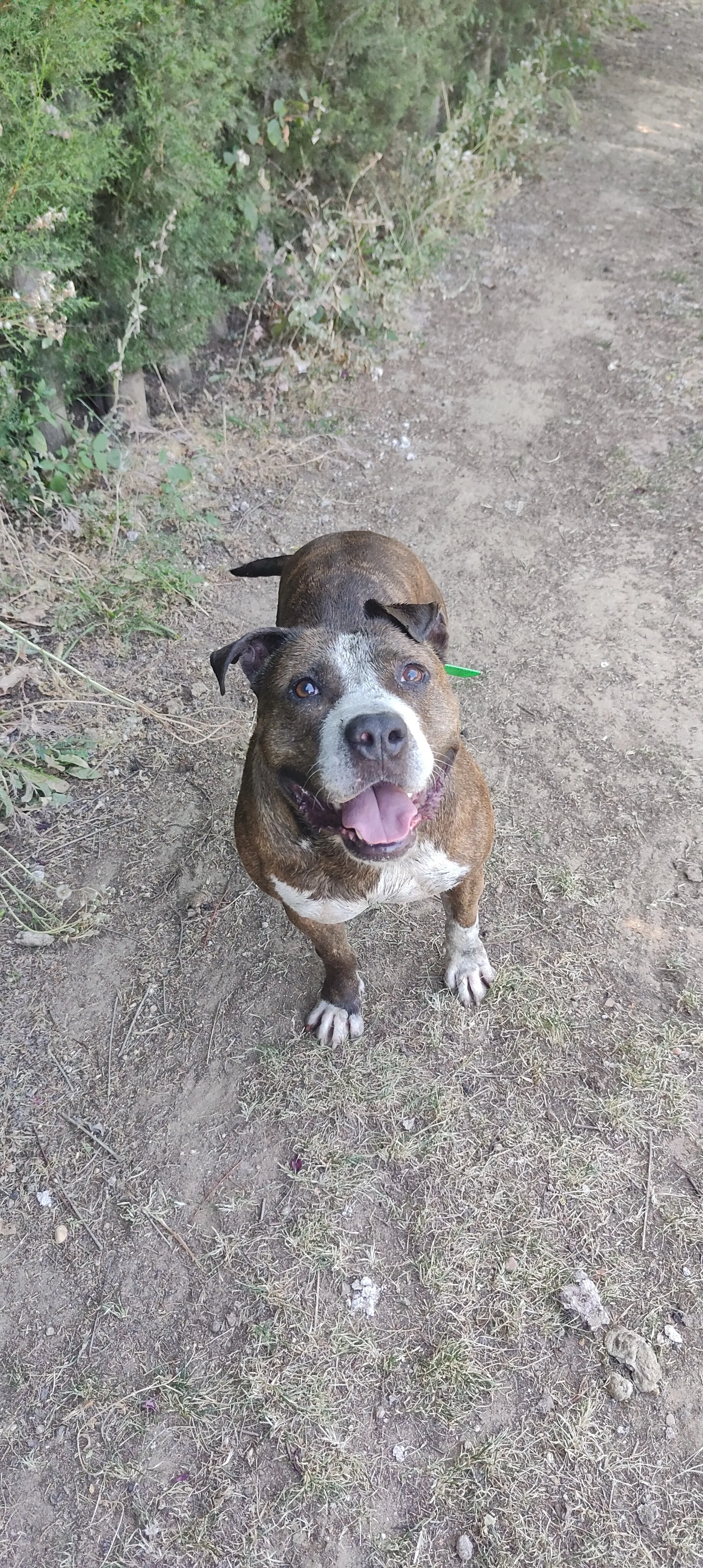 Atlas, perro en Mérida