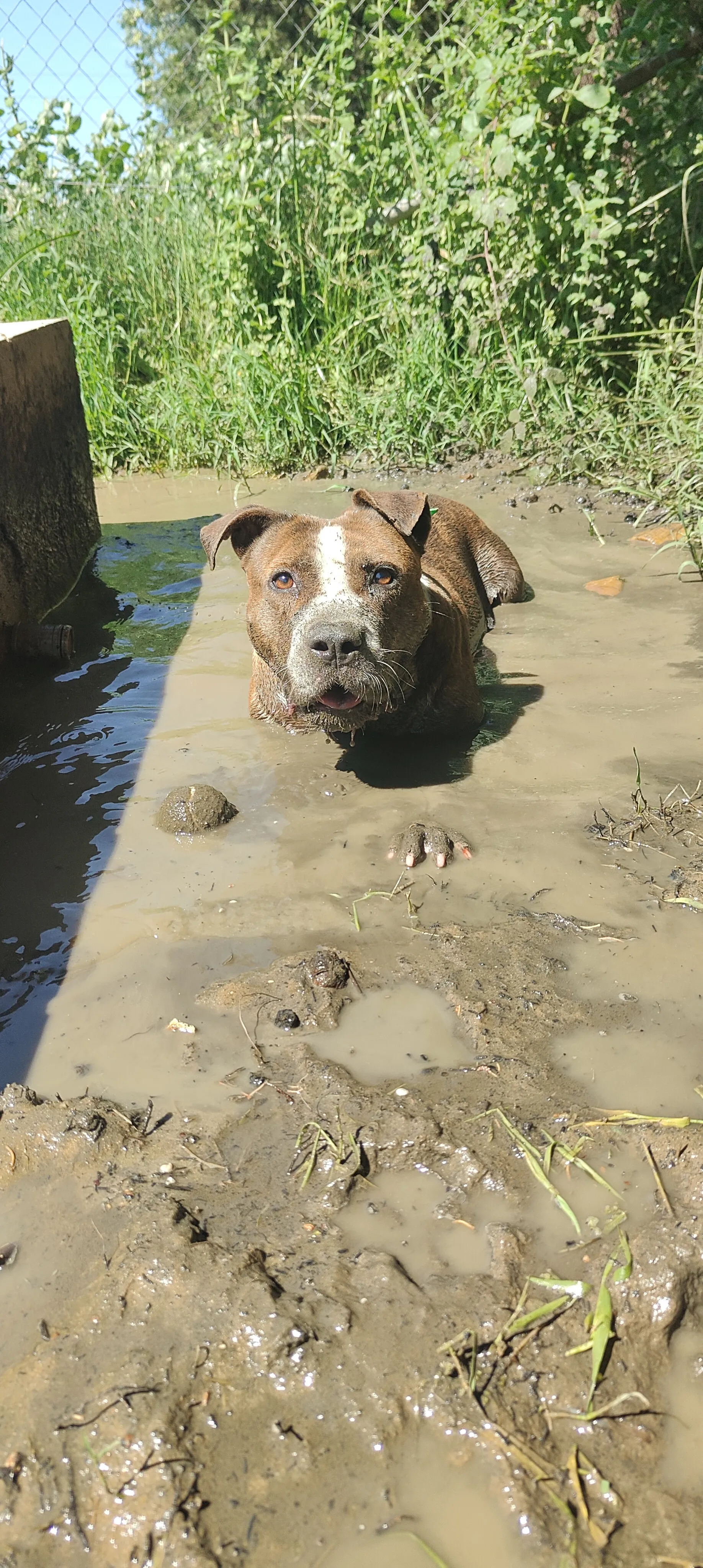 Atlas, perro en Mérida