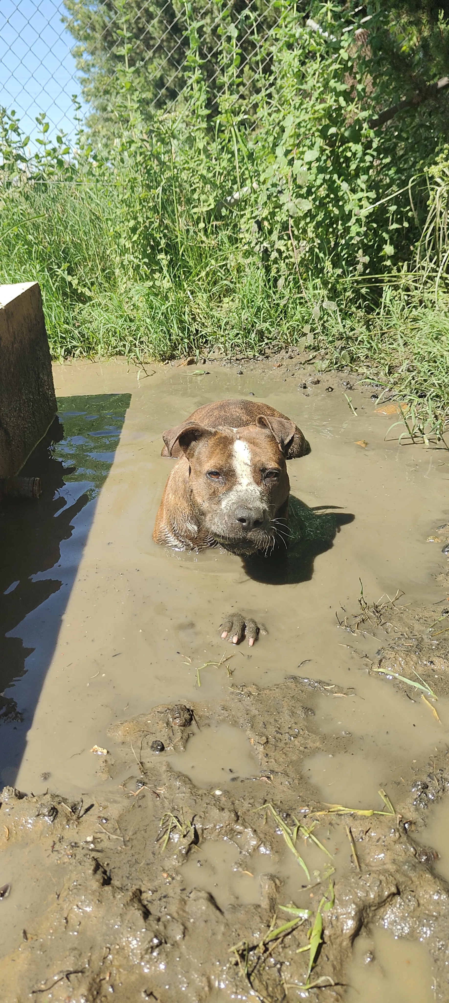 Atlas, perro en Mérida