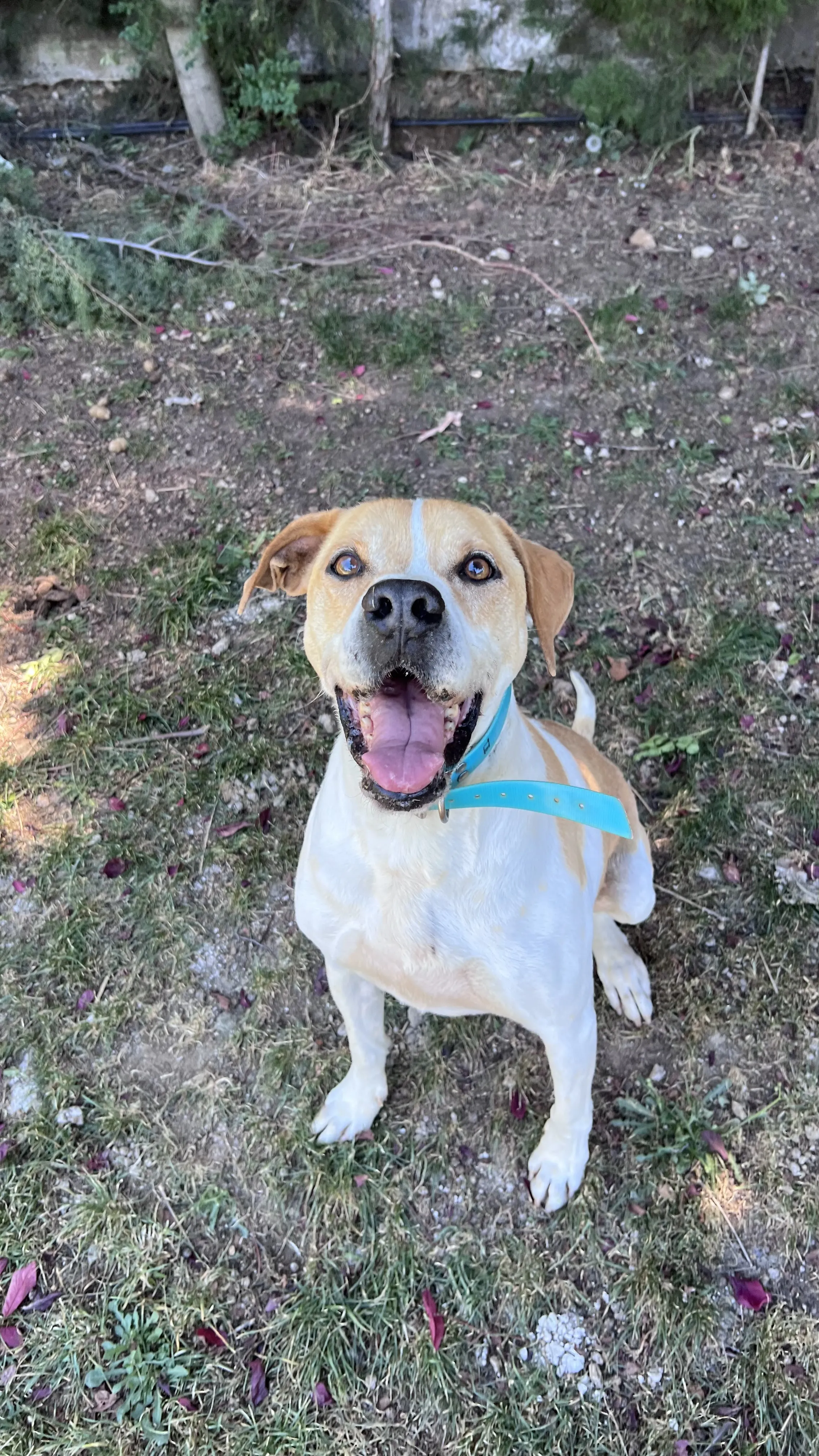Tyson, perro en Mérida