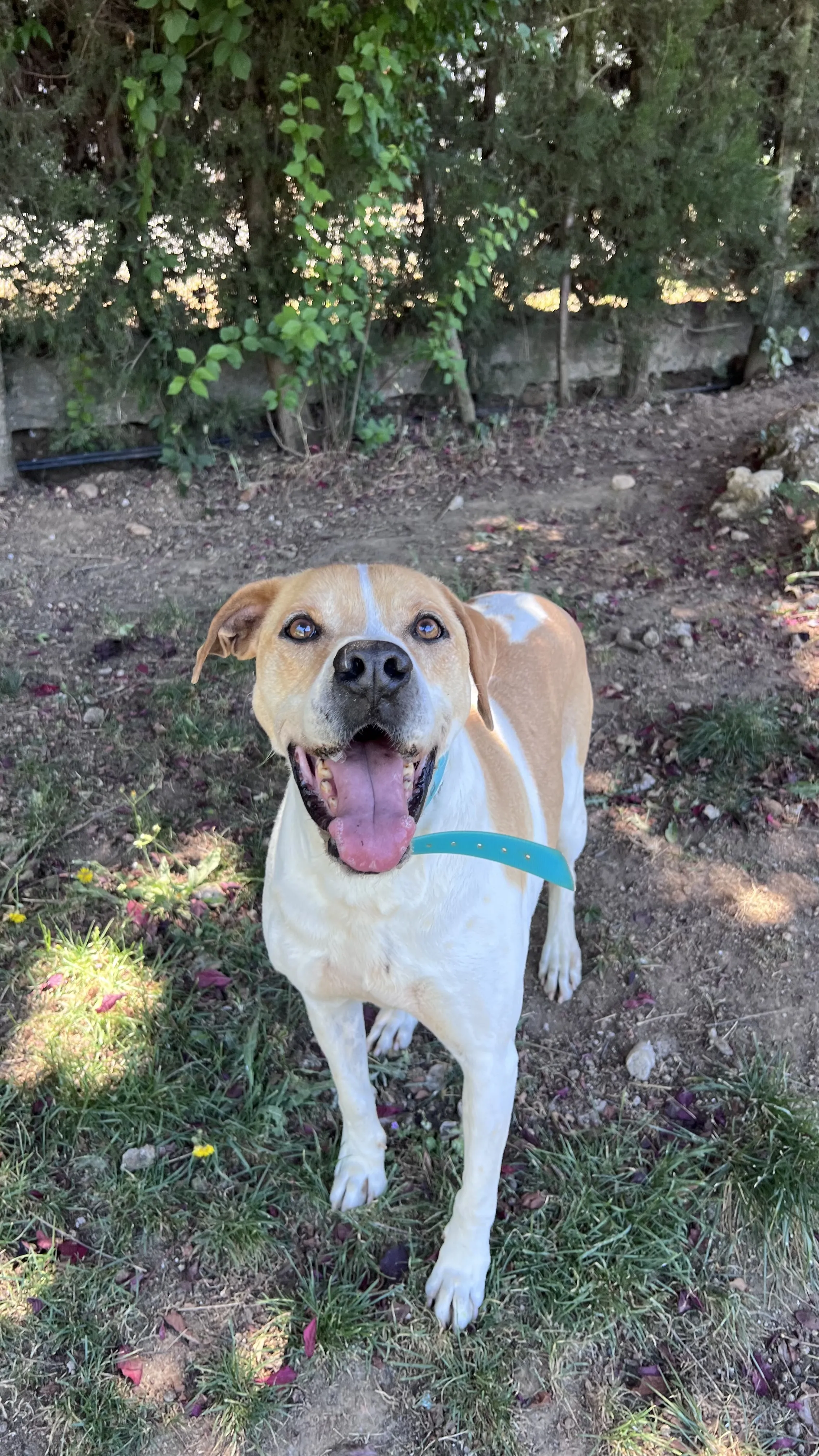 Tyson, perro en Mérida